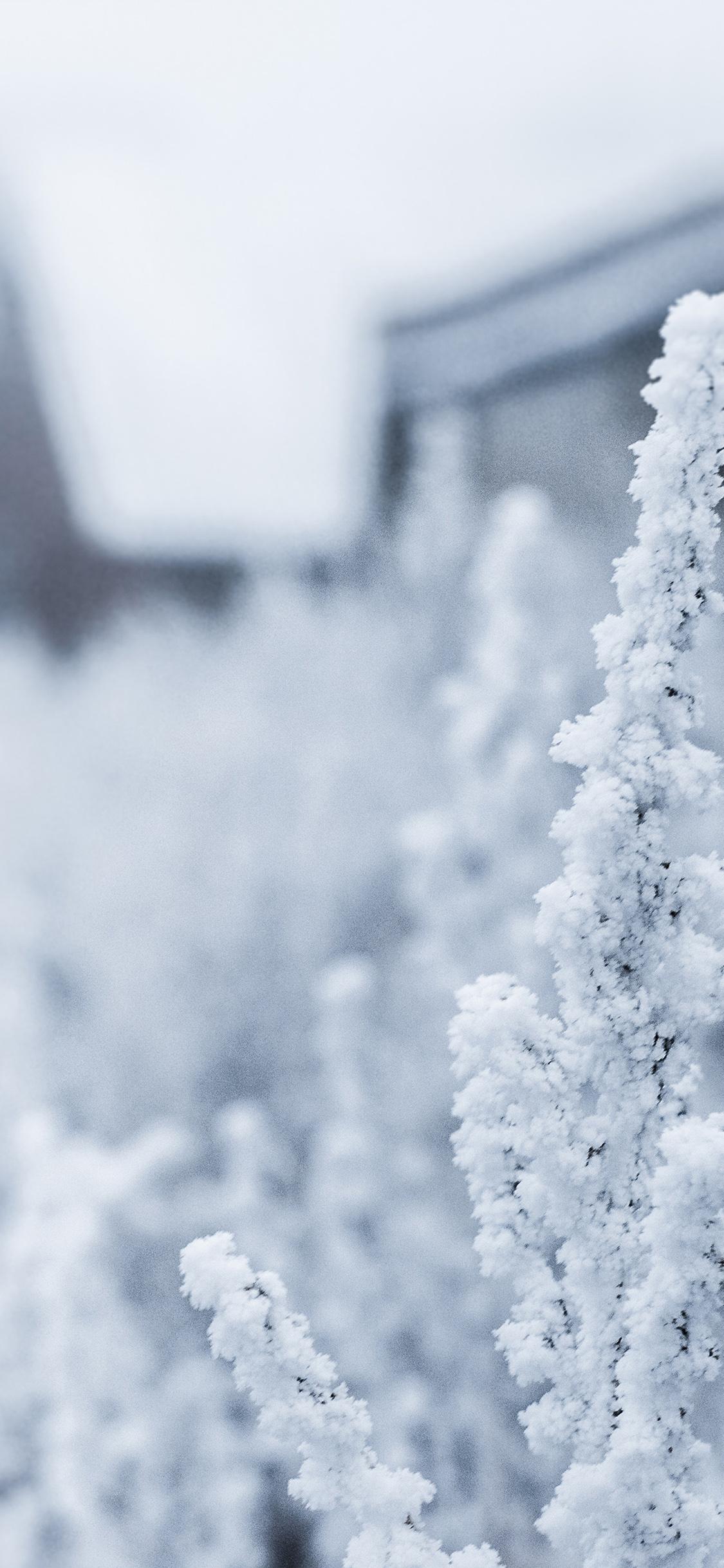 1125x2436 Snow White Winter Flower Wallpaper