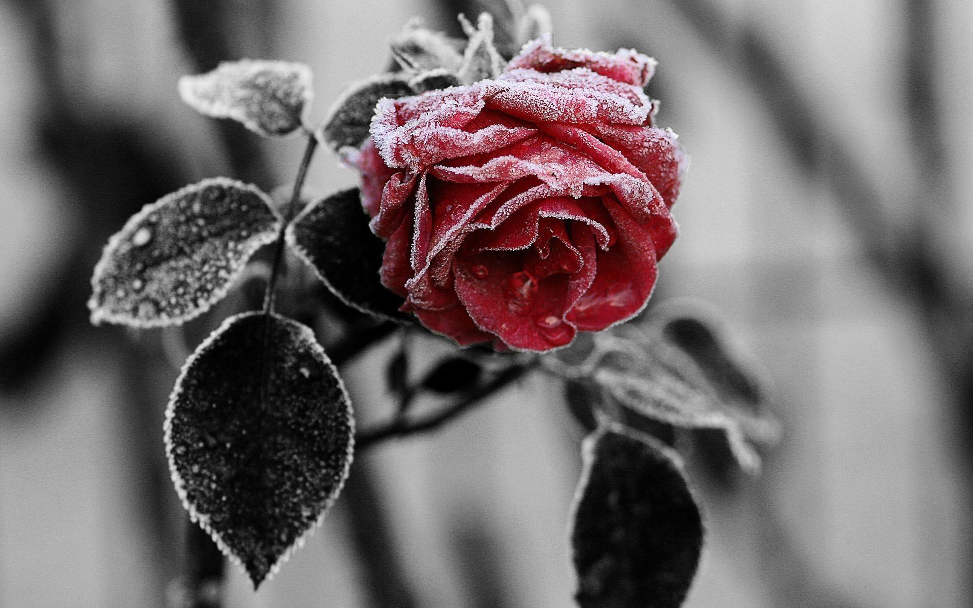 1920x1200 Download wallpaper rose, flowers, frost for desktop with resolution 1920x1200. High Quality HD picture wallpaper