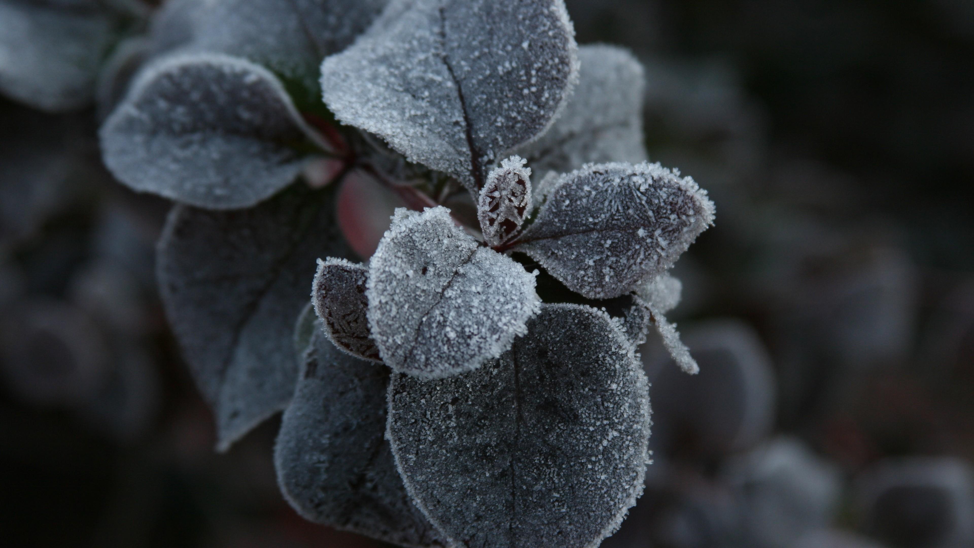 3840x2160 Wallpaper Red Geranium, 5k, 4k wallpaper, macro, flowers, frost, OS