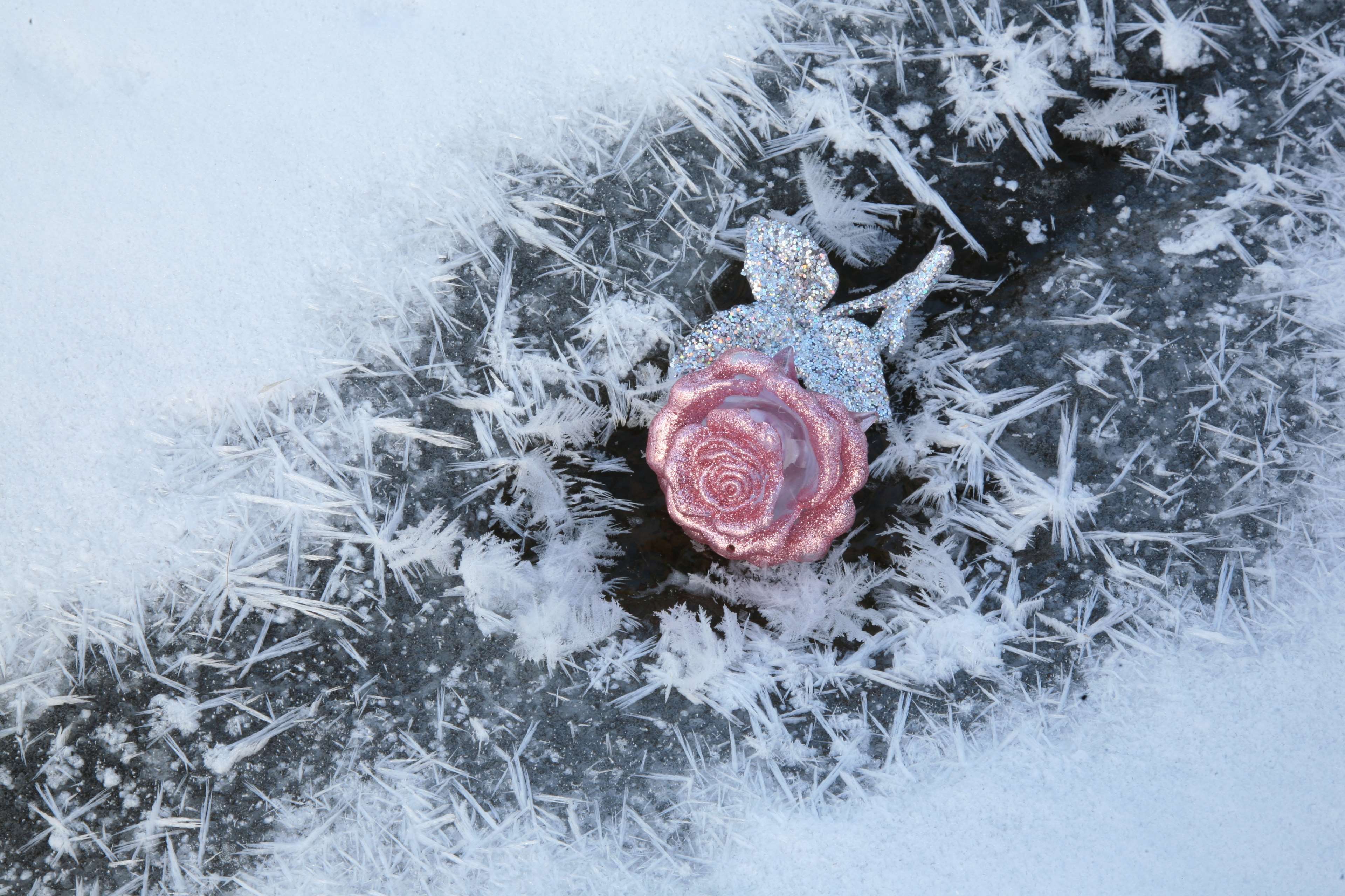 3840x2560 bauble, closeup, cold, composition, crystal, flower, frost, ice, landscape, leann, nature, petals, queen of flowers, rose, white, winter 4k wallpaper