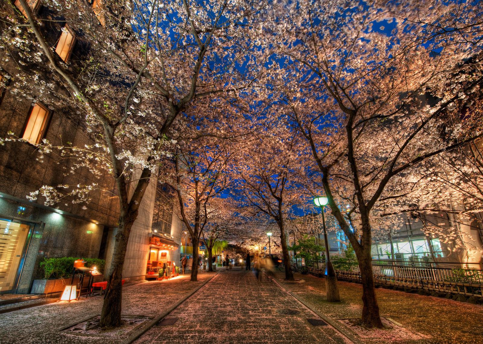 1600x1138 Free download Evening in Kyoto Kyoto street with sakura trees Japan wallpaper [1600x1138] for your Desktop, Mobile & Tablet. Explore Kyoto Wallpaper. Japanese Garden Desktop Wallpaper, Japanese Garden Wallpaper