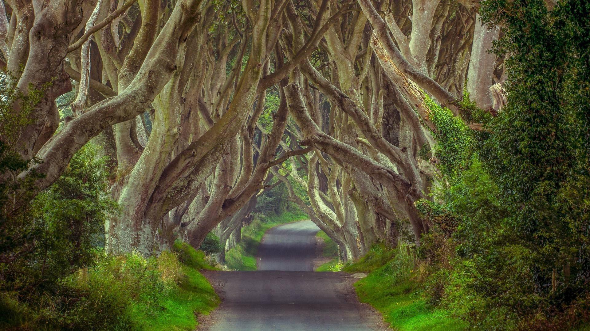 Cây rừng Ireland là một trong những địa điểm hoang sơ, bí ẩn và đầy kỳ quan. Với những hình ảnh cây rừng Ireland mà chúng tôi cung cấp, chắc chắn sẽ khiến bạn ngạc nhiên và được tận hưởng cảm giác thanh tịnh trong lòng. Hãy xem ngay để tìm thấy niềm yêu thích của bạn.