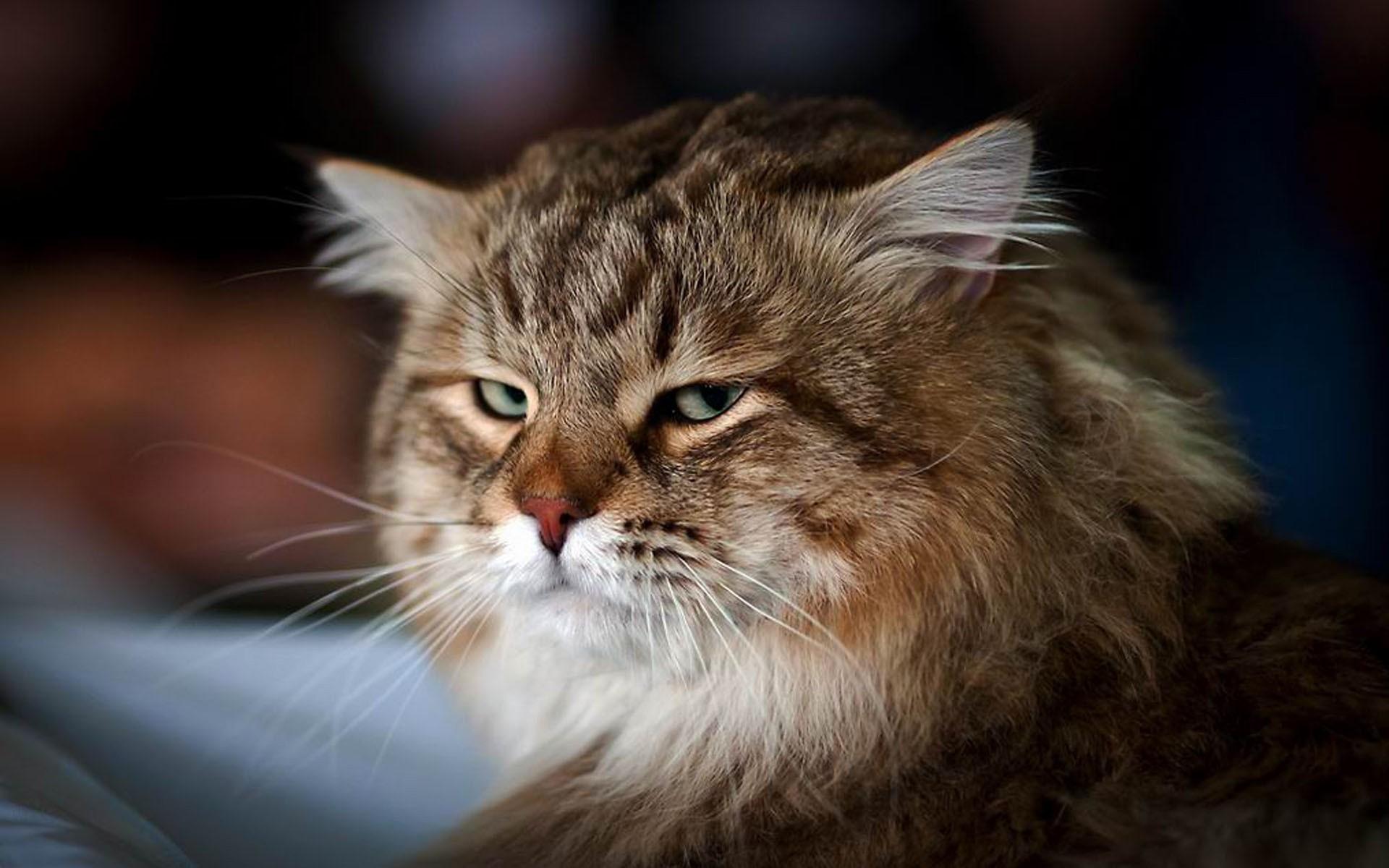 1920x1200 eyes cats animals funny persian cat mad cat 1920x1200 wallpaper