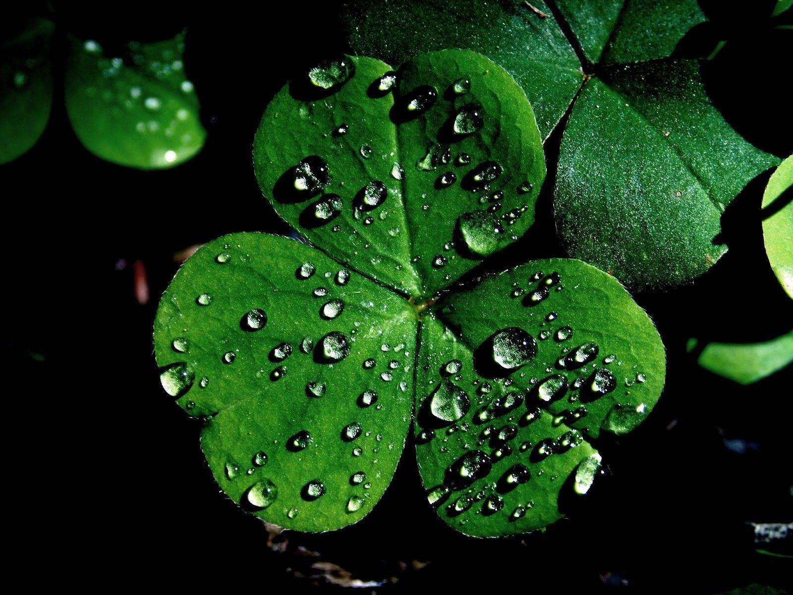 Wallpaper Abstract Green Shamrock  Free TOP backgrounds