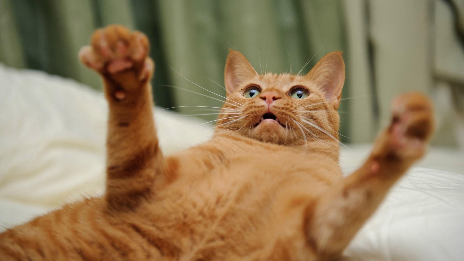 1920x1080 Free download Name Angry Cute Cat Wallpaper [1920x1080] for your Desktop, Mobile & Tablet. Explore Angry Cat Free Desktop Wallpaper. Kitten Wallpaper for My Desktop