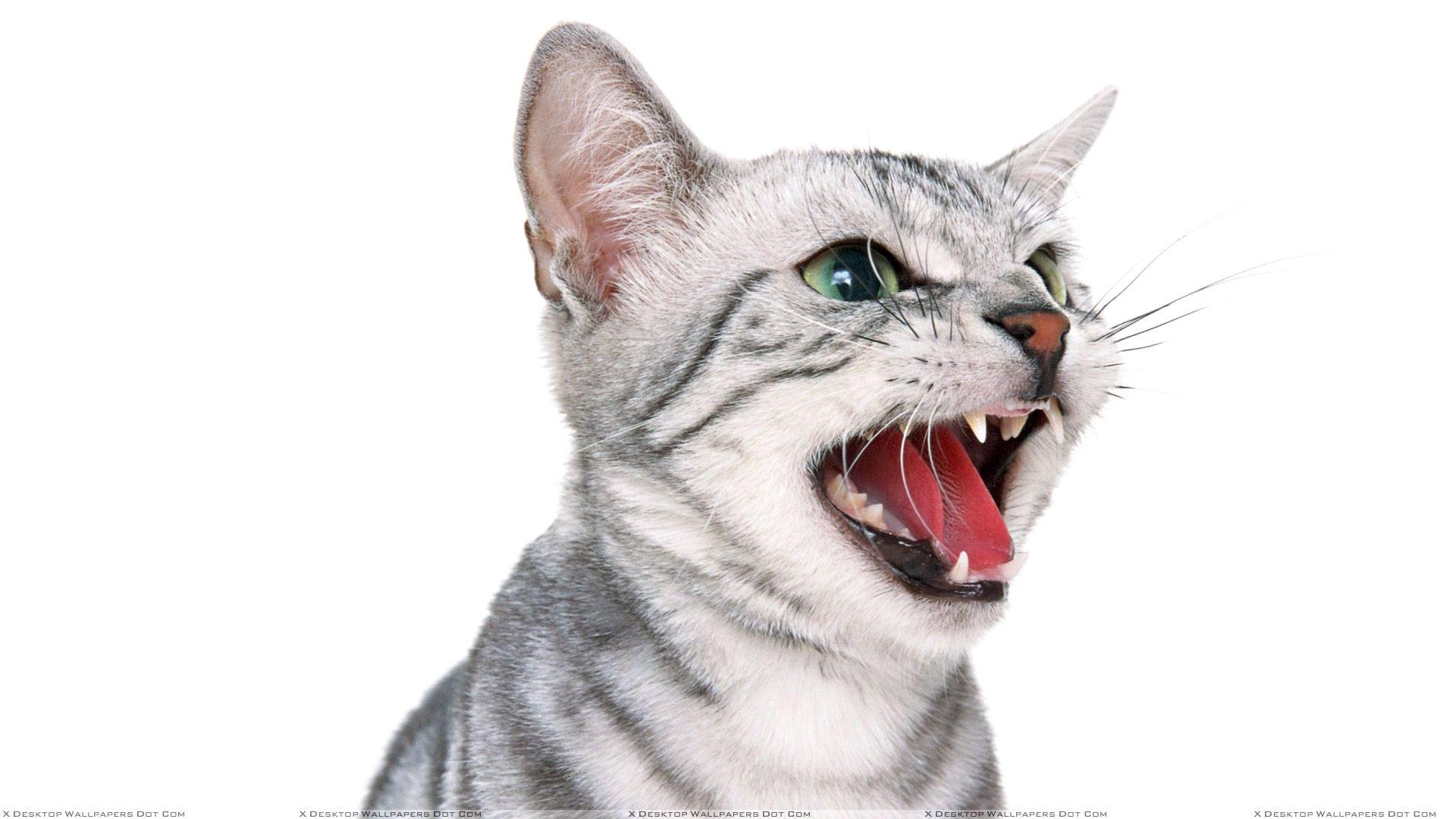1920x1080 Cat White Background (best Cat White Background and image) on WallpaperChat