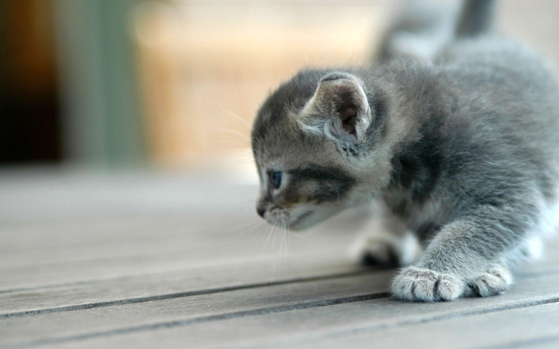 1805x1128 Cute Dog Wallpaper p Cat Desktop Couple Cat Angry Bulldog 1805×1128 Cute Baby Cats Wallpaper (39 Wallpaper). Ad. Cute baby cats, Cute dog wallpaper, Baby cats