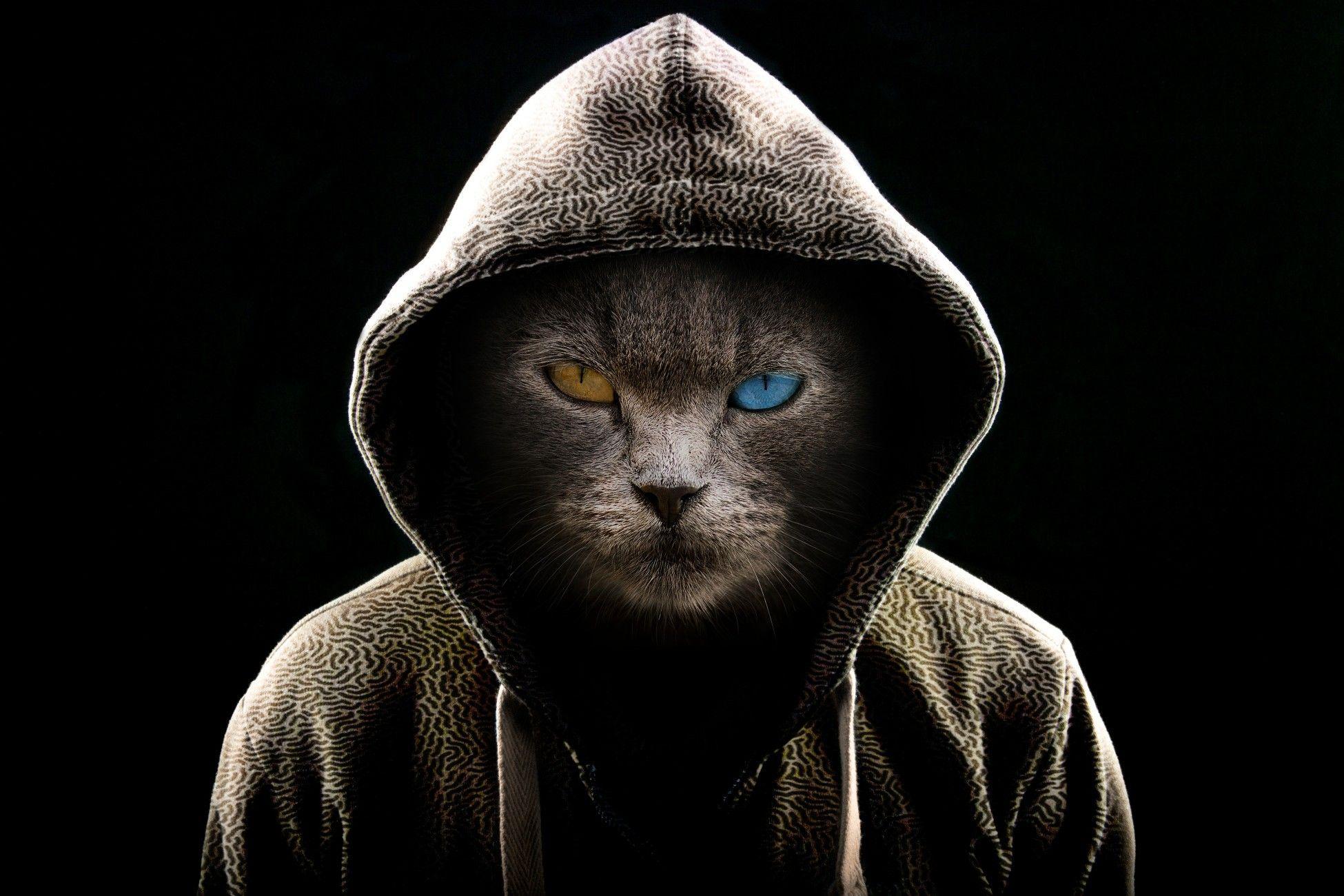 1950x1300 Cat wearing a hoodie. Retratos de mascotas, Gatos, Gimnasio para gatos