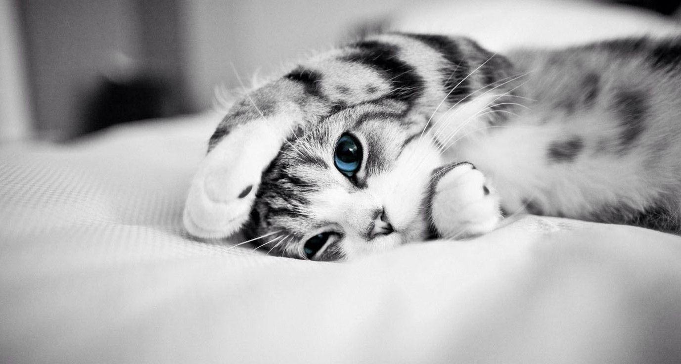 1377x736 Cute Cat Wallpaper Desktop Live Wallpaper HD. Kitten wallpaper, Cat background, Cute cats