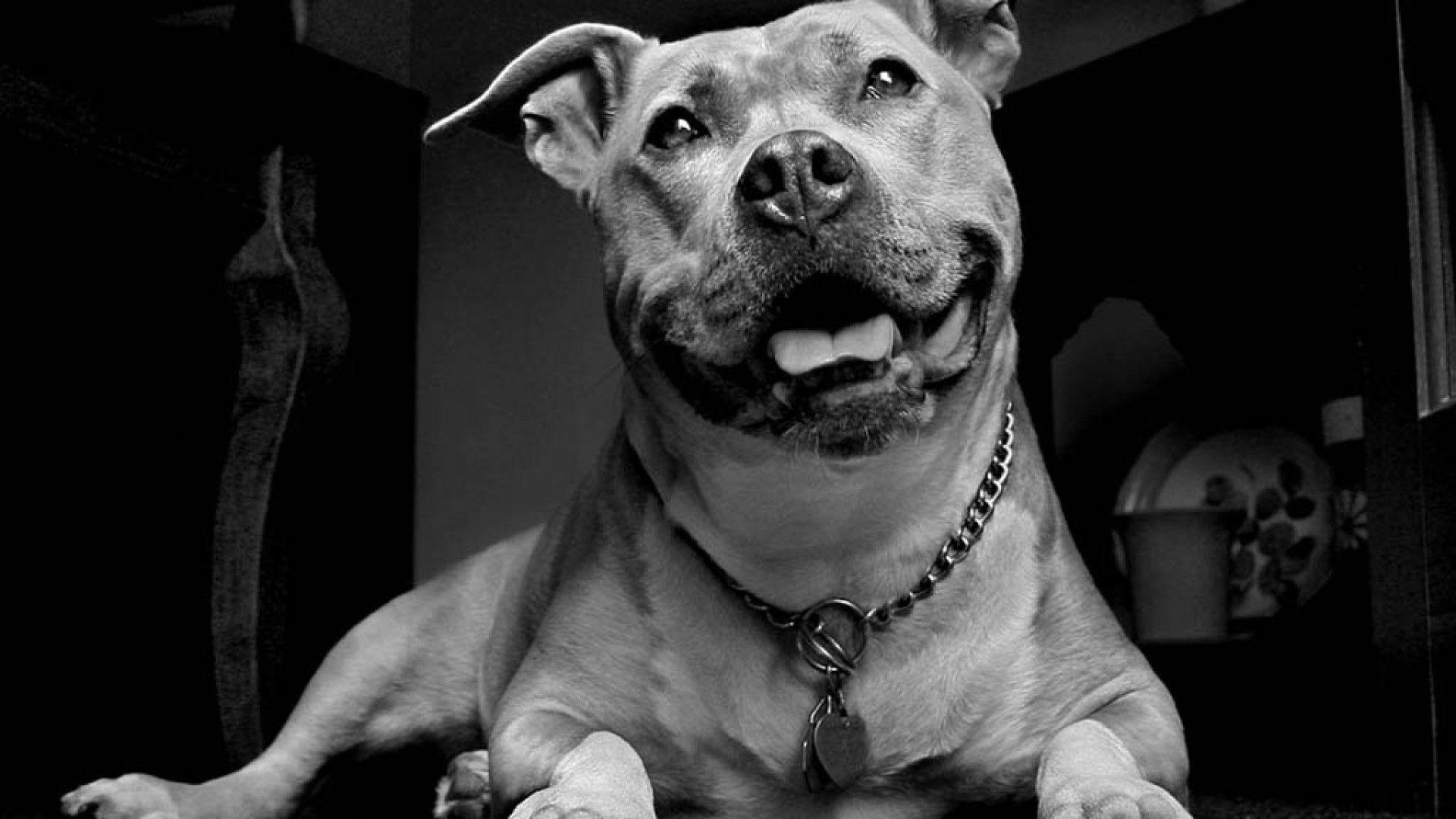 1920x1080 Pit Bull Wallpaper, HD Pit Bull Background
