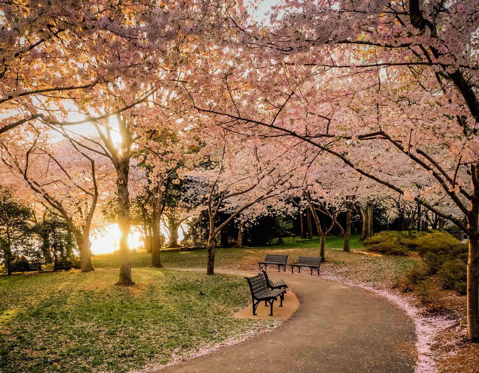 1540x1200 Beautiful Photo of Cherry Blossoms Around the World