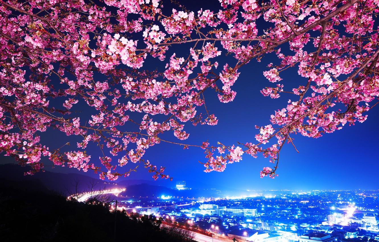 1332x850 Wallpaper Sakura, Japan, Night city, Shin Mimura, Highway, Cherry blossoms image for desktop, section город