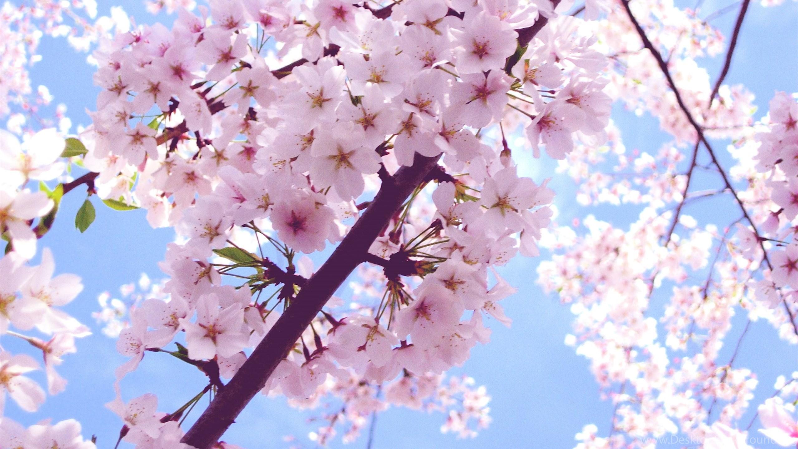 Beautiful Cherry Blossom Wallpapers - Top Free Beautiful Cherry Blossom ...