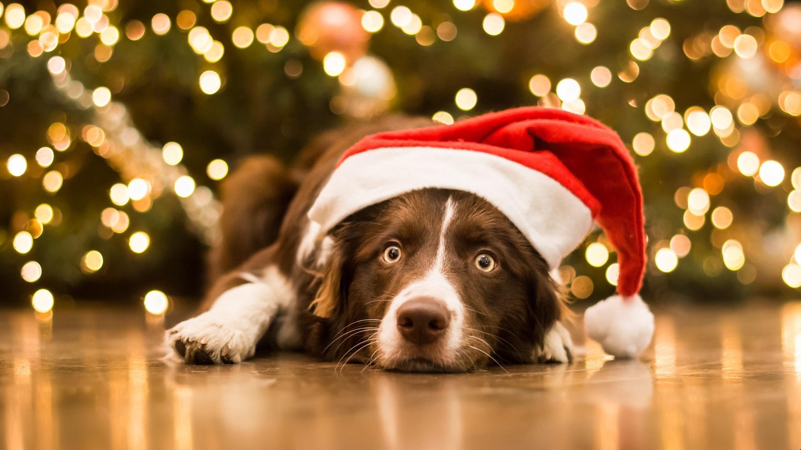 2560x1440 Christmas Animal Wallpaper (best Christmas Animal Wallpaper and image) on WallpaperChat