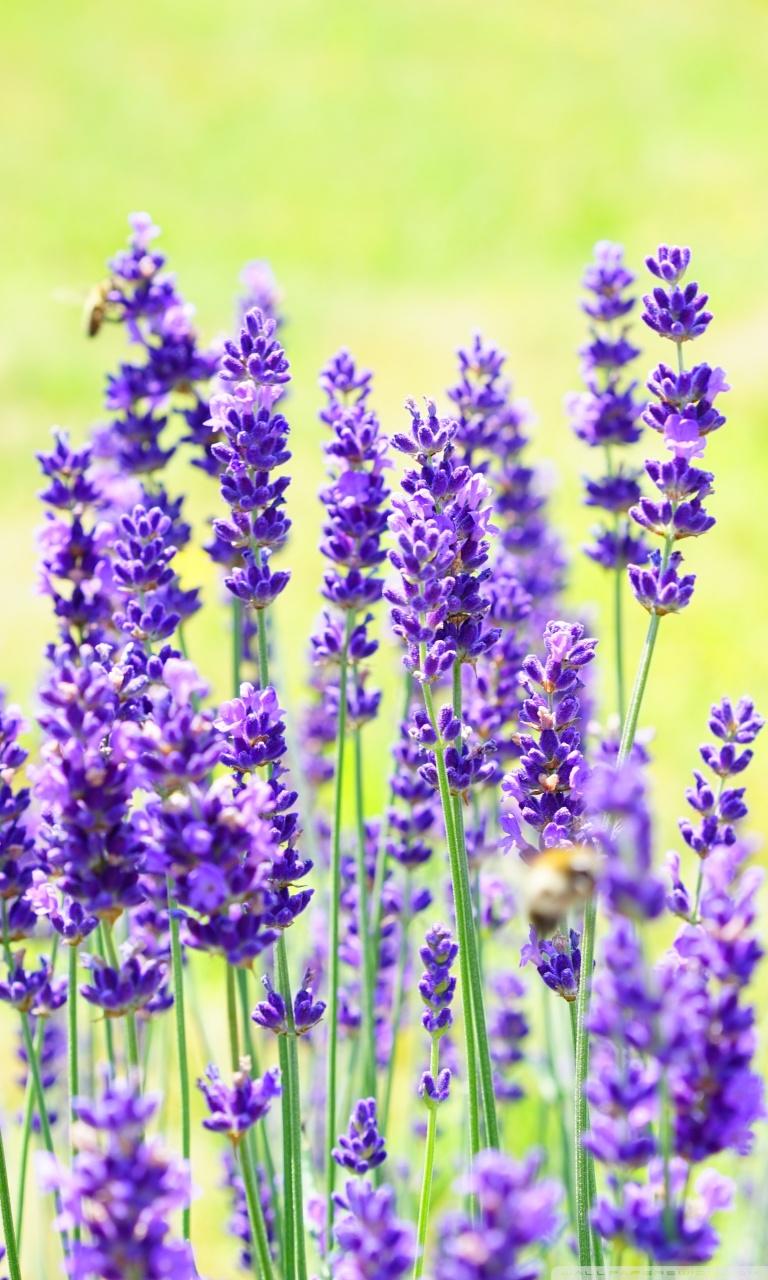 8 Lavender wallpapers ideas  purple wallpaper aesthetic wallpapers  iphone wallpaper