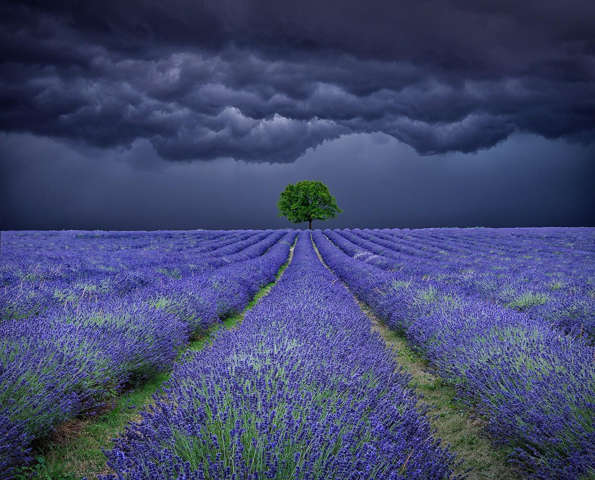 1920x1550 Dark Clouds over Lavender Field HD Wallpaper