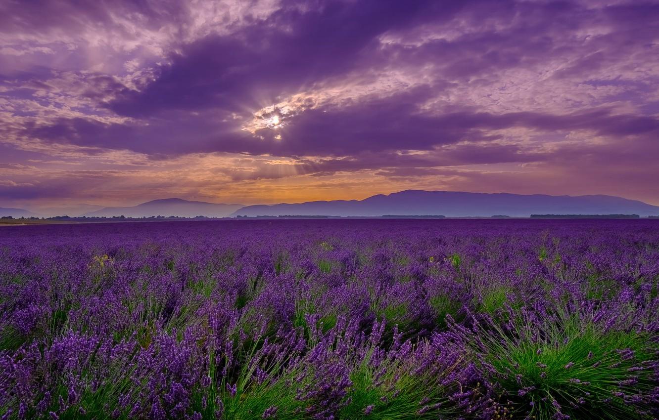 1332x850 Wallpaper summer, the sky, clouds, sunset, flowers, mountains, clouds, fog, the evening, horizon, lavender, lilac, plantation, lavender field image for desktop, section пейзажи