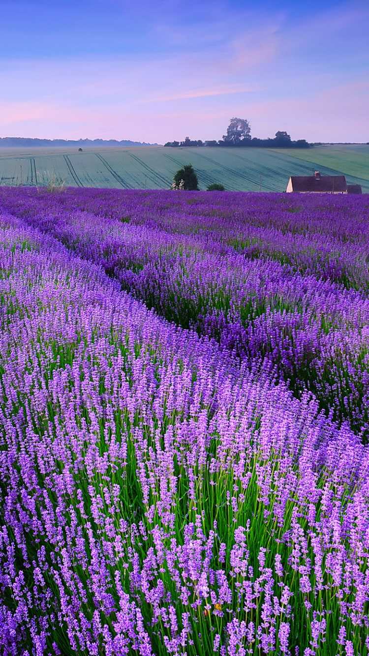 Lavender Phone Wallpapers - Top Free Lavender Phone Backgrounds ...