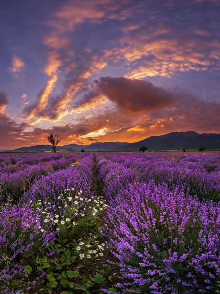 Lavender Clouds Wallpapers - Top Free Lavender Clouds Backgrounds