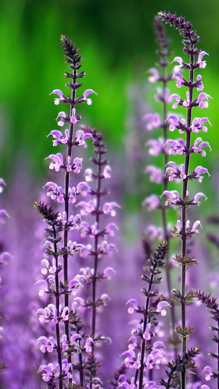 768x1365 Lavender Wallpaper iPhone Free HD Wallpaper