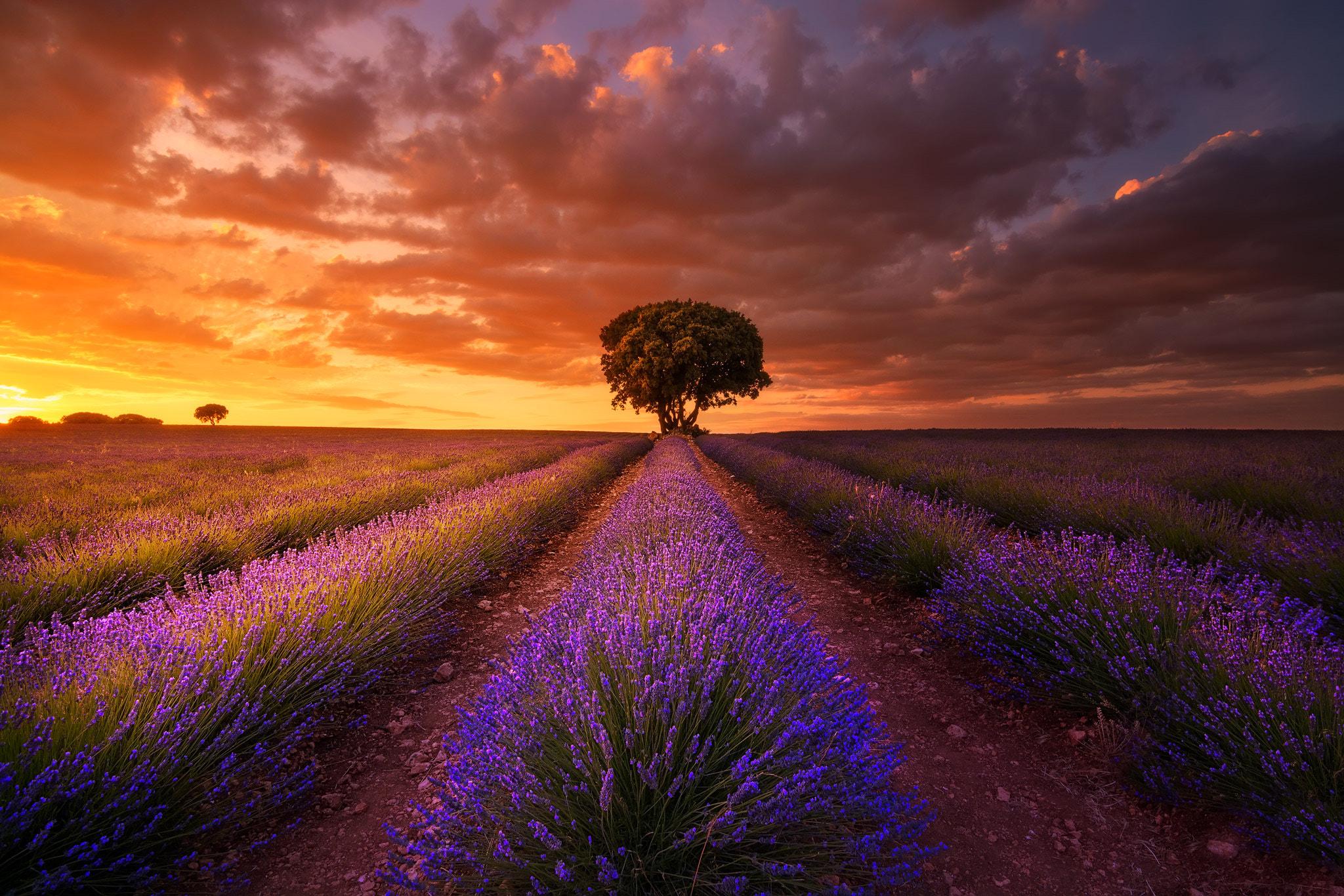 2048x1366 Sunset Clouds over Lavender Field HD Wallpaper