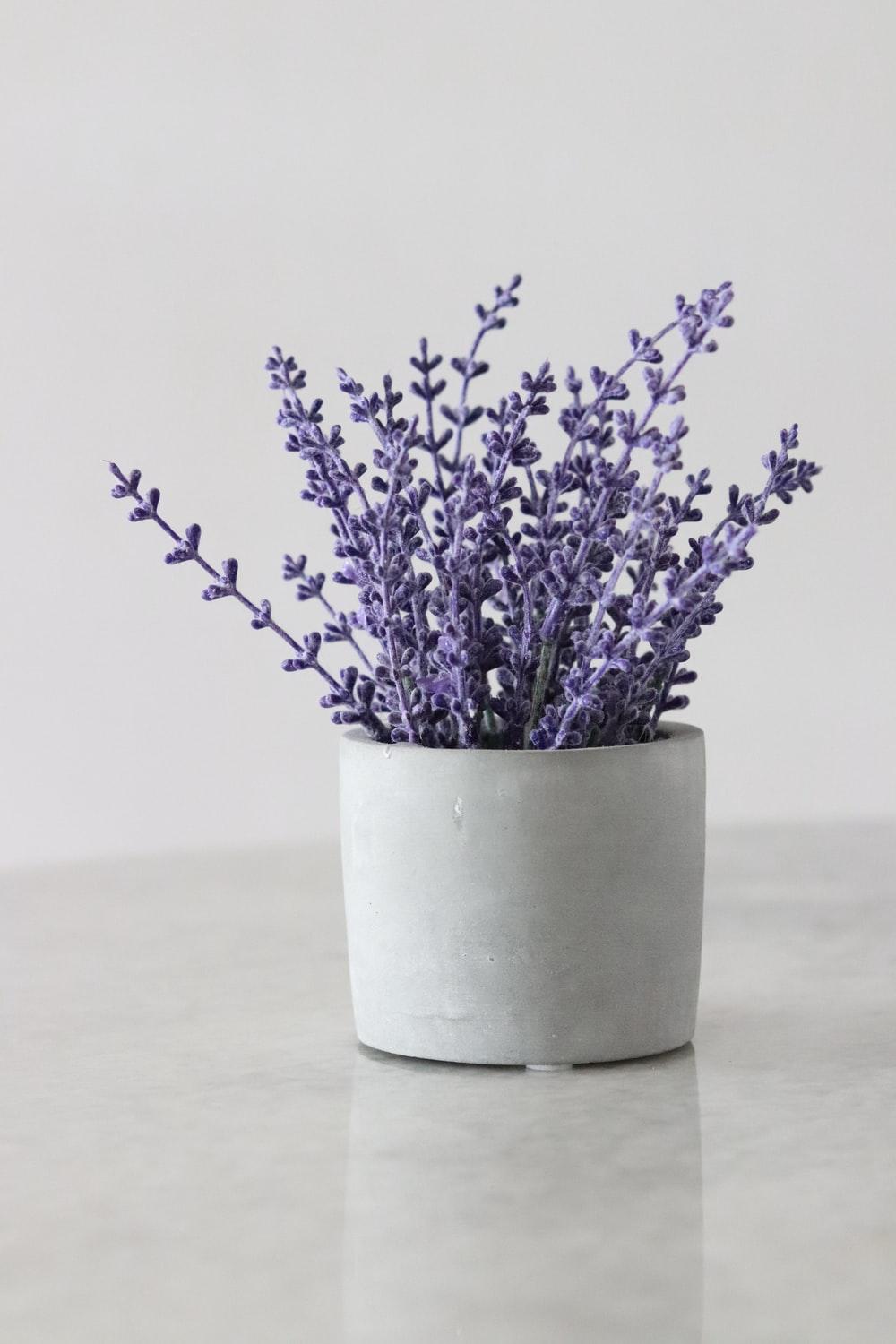 1000x1500 Lavender Picture. Download Free Image