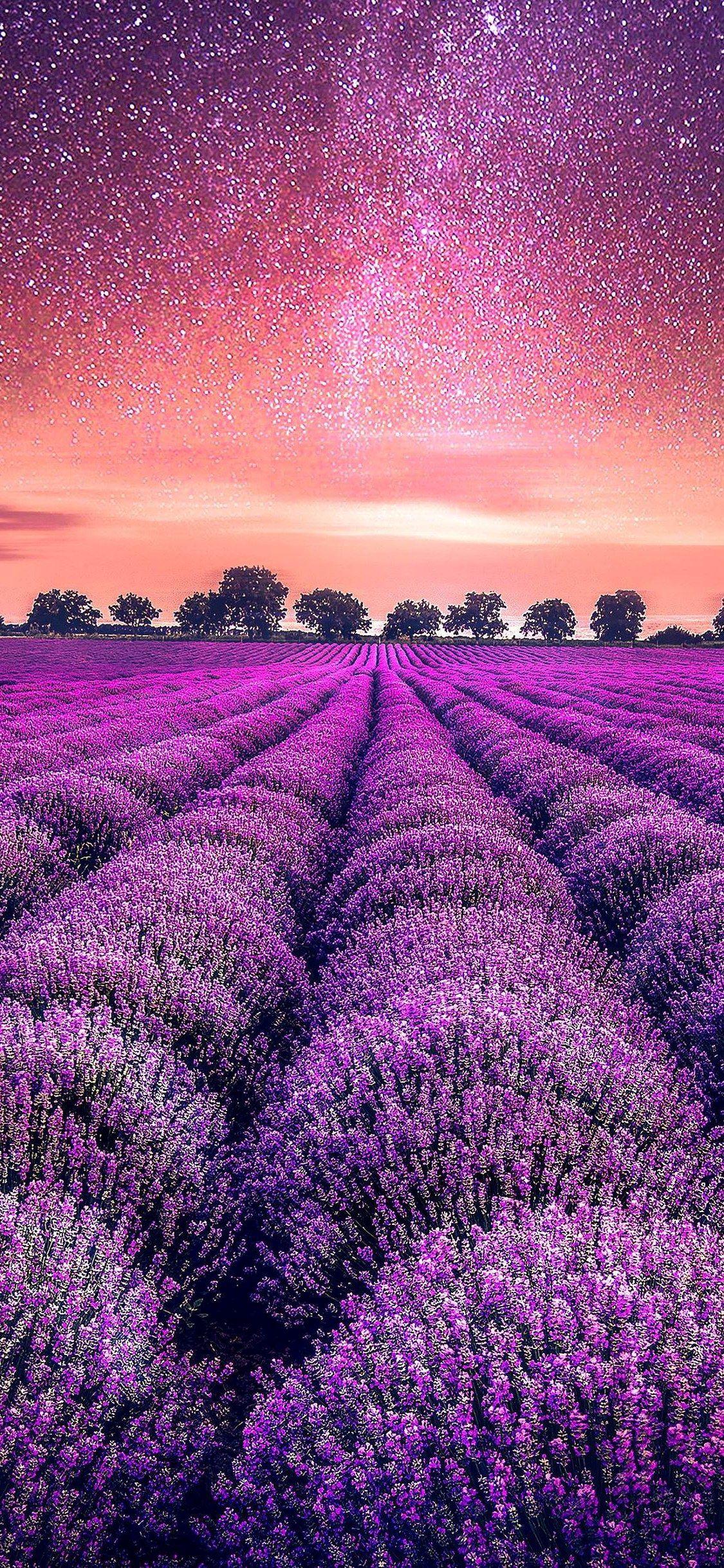1125x2436 iPhone X Wallpaper Lavender field starry sky HD. Sky hd, Starry sky, Lavender fields