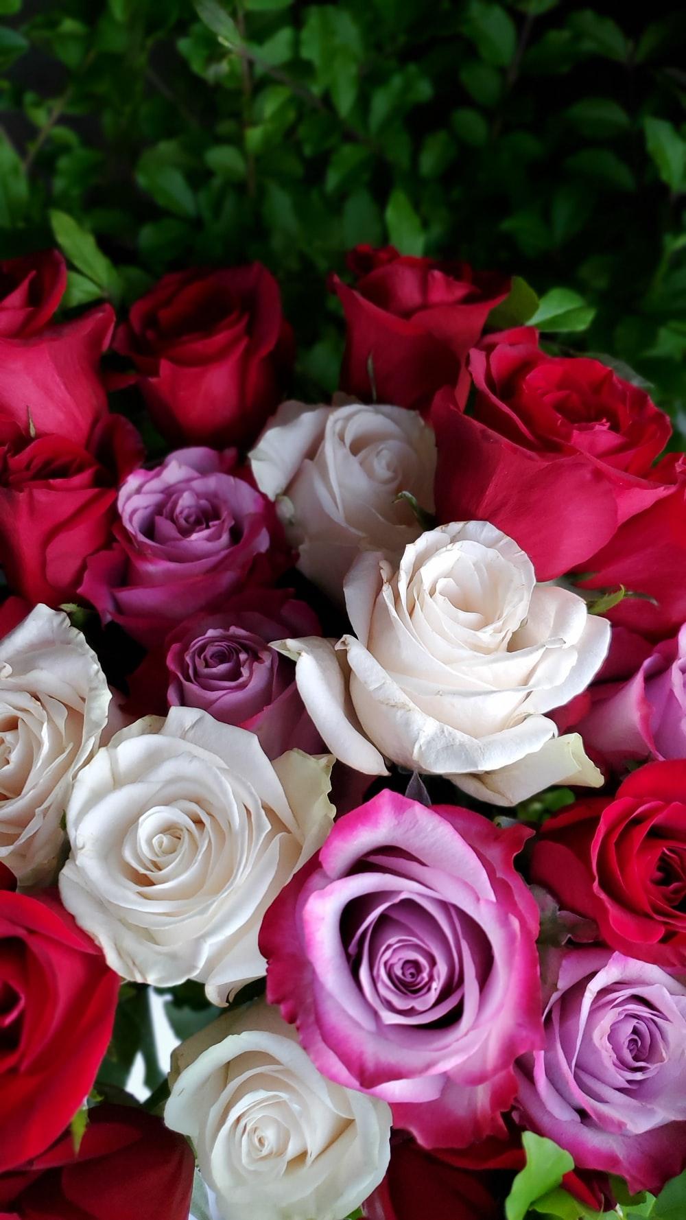 1000x1778 Lovely Flower Picture. Download Free Image