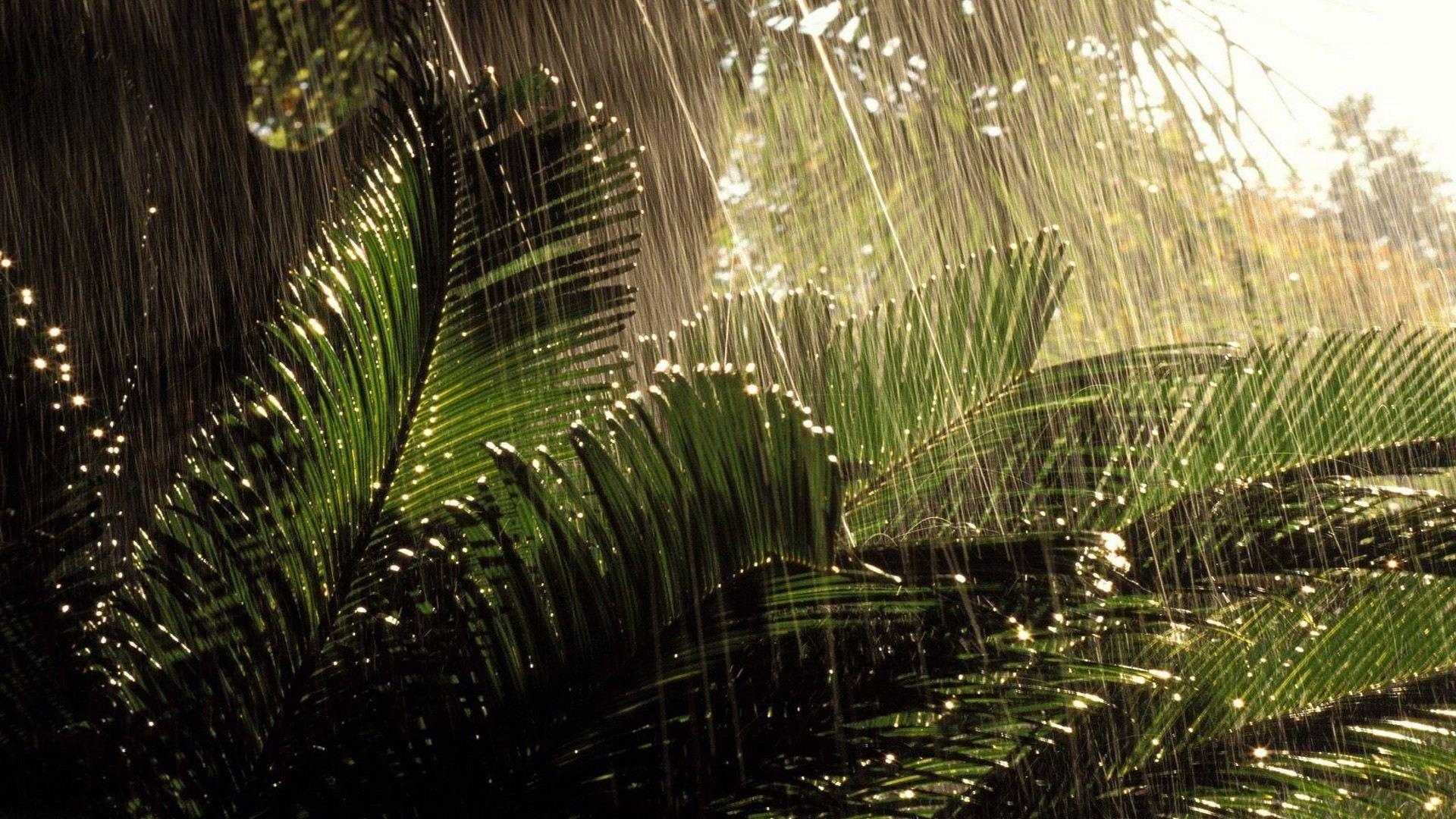 Jungle Rain Wallpapers - Top Free Jungle Rain Backgrounds - WallpaperAccess