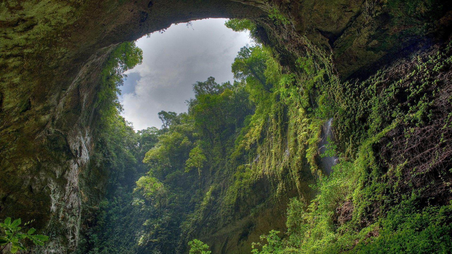 1920x1080 Rainforest Full HD Quality Wallpaper, Widescreen Wallpaper