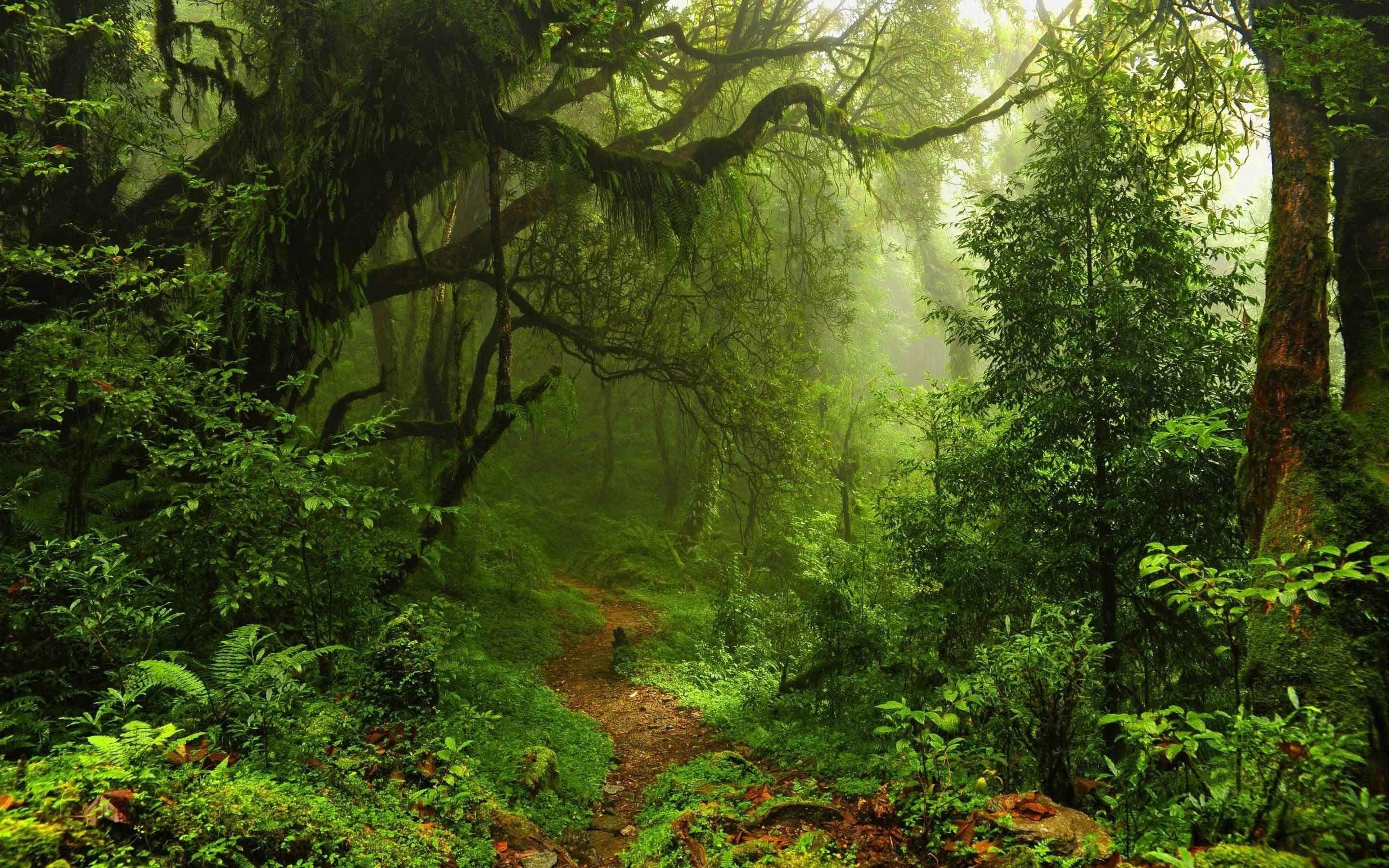 2880x1800 Rain Forest Wallpaper