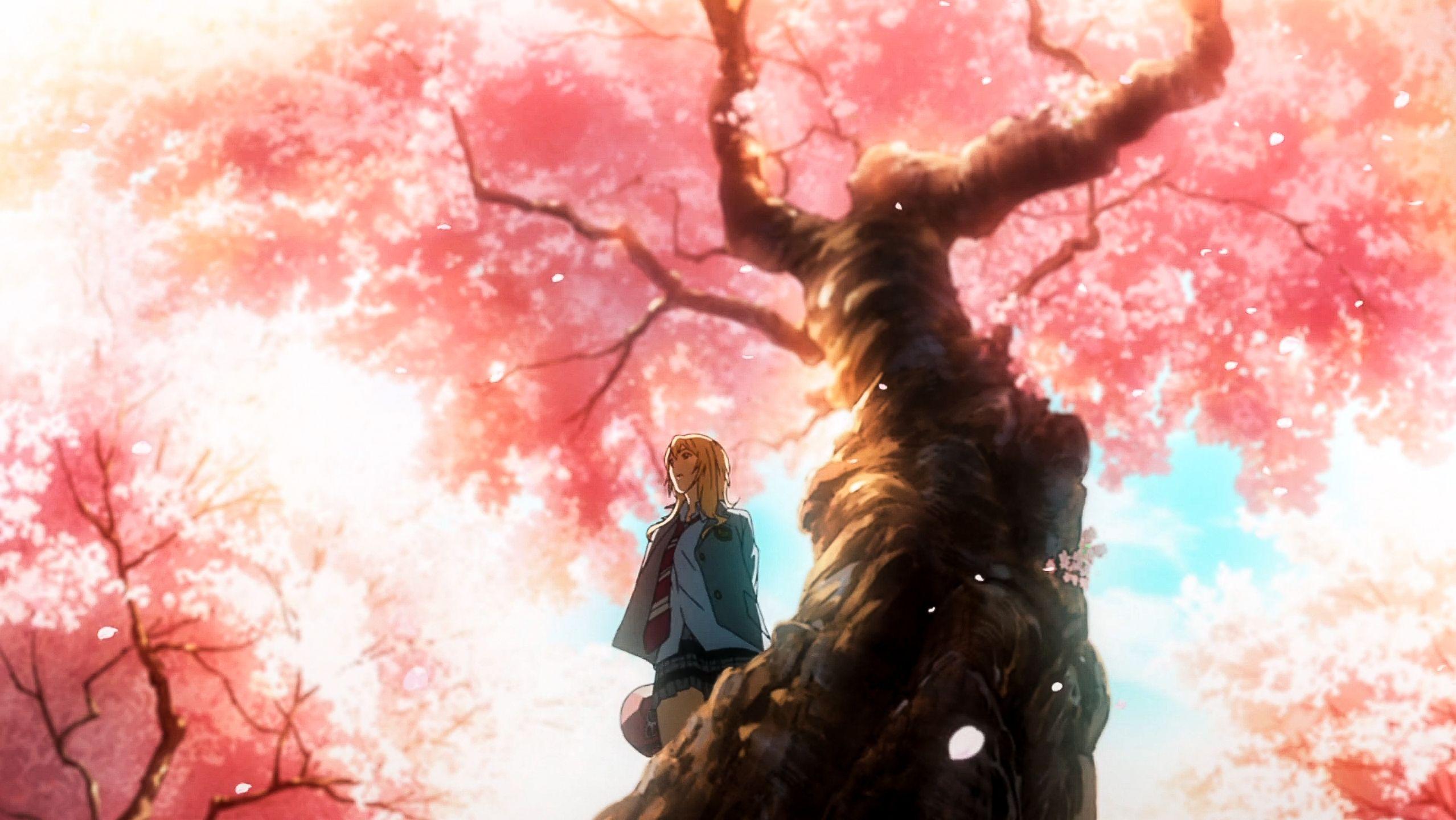 Your Lie in April Cherry Blossoms