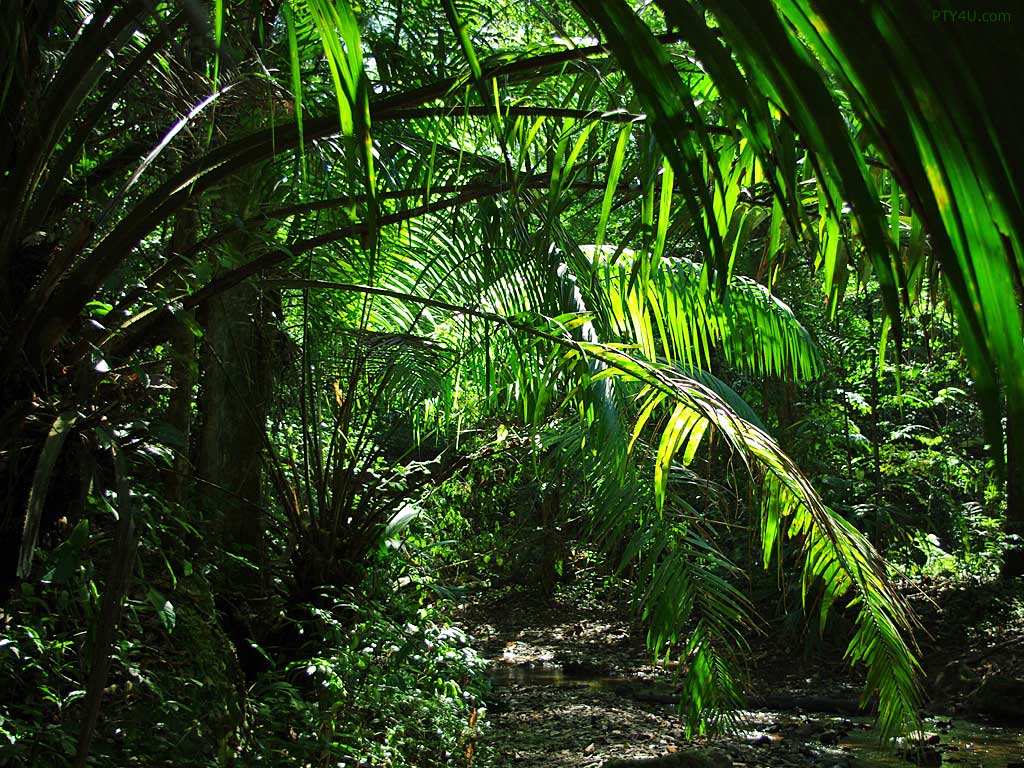 1024x768 Jungle Wallpaper