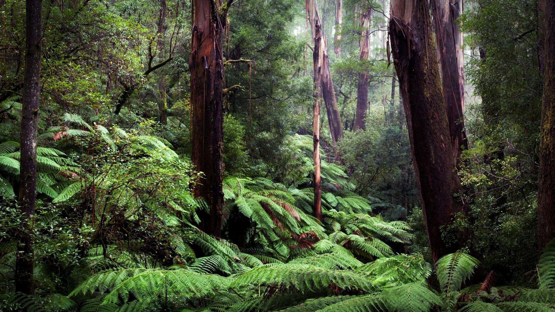 1920x1080 Jungle Wallpaper: Jungle Wallpaper. Some taken from Audio Jungle