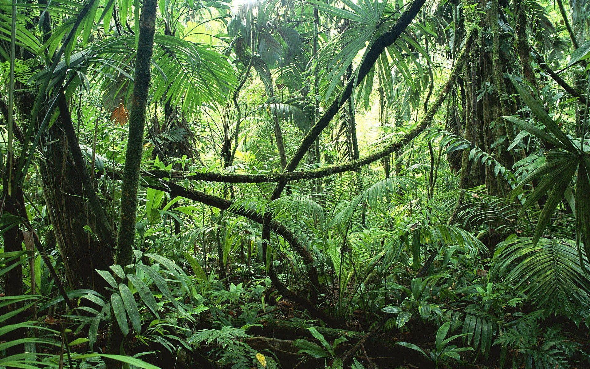 1920x1200 jungle wallpaper free HD widescreen