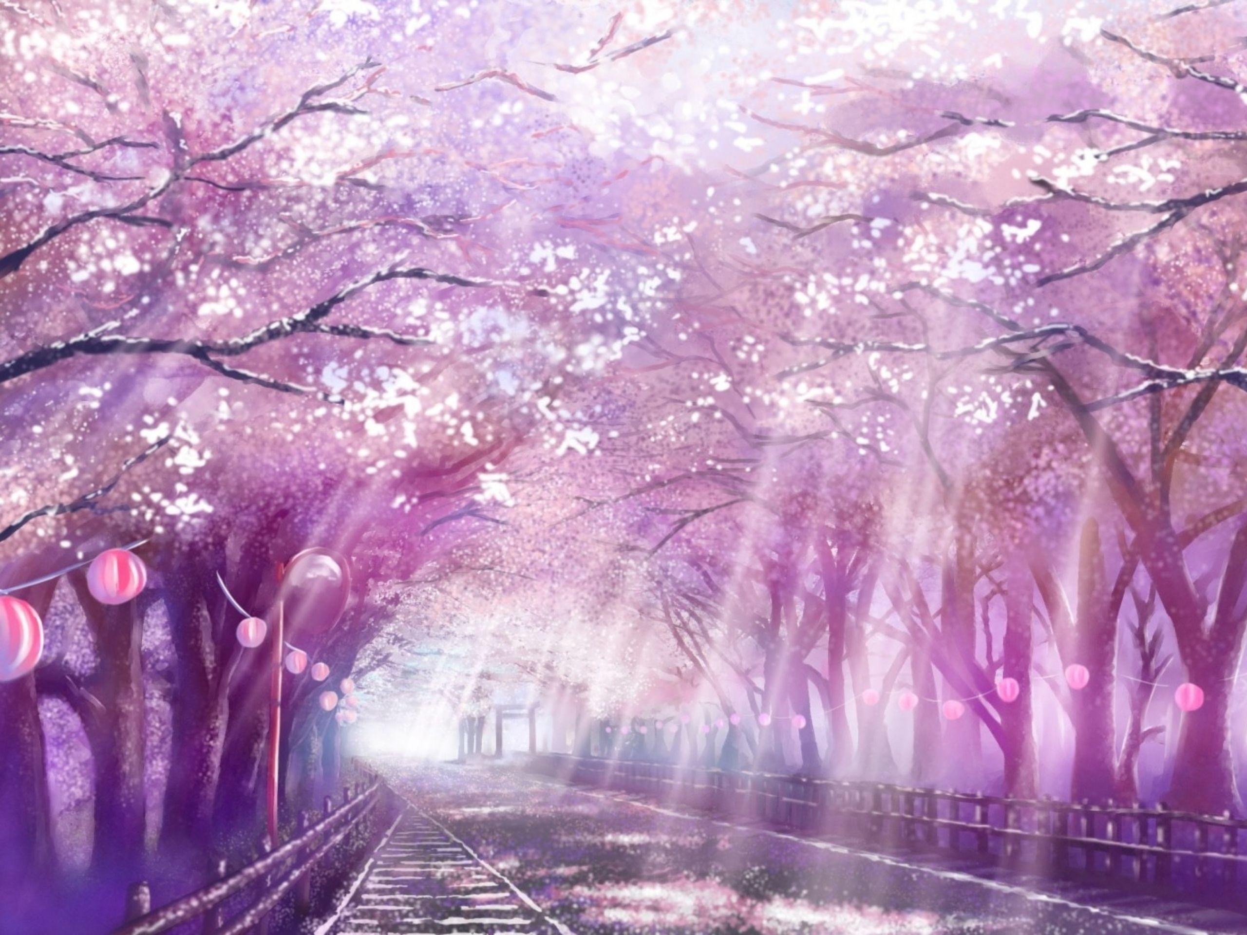 Your Lie In April Cherry Blossoms Wallpapers Top Free Your