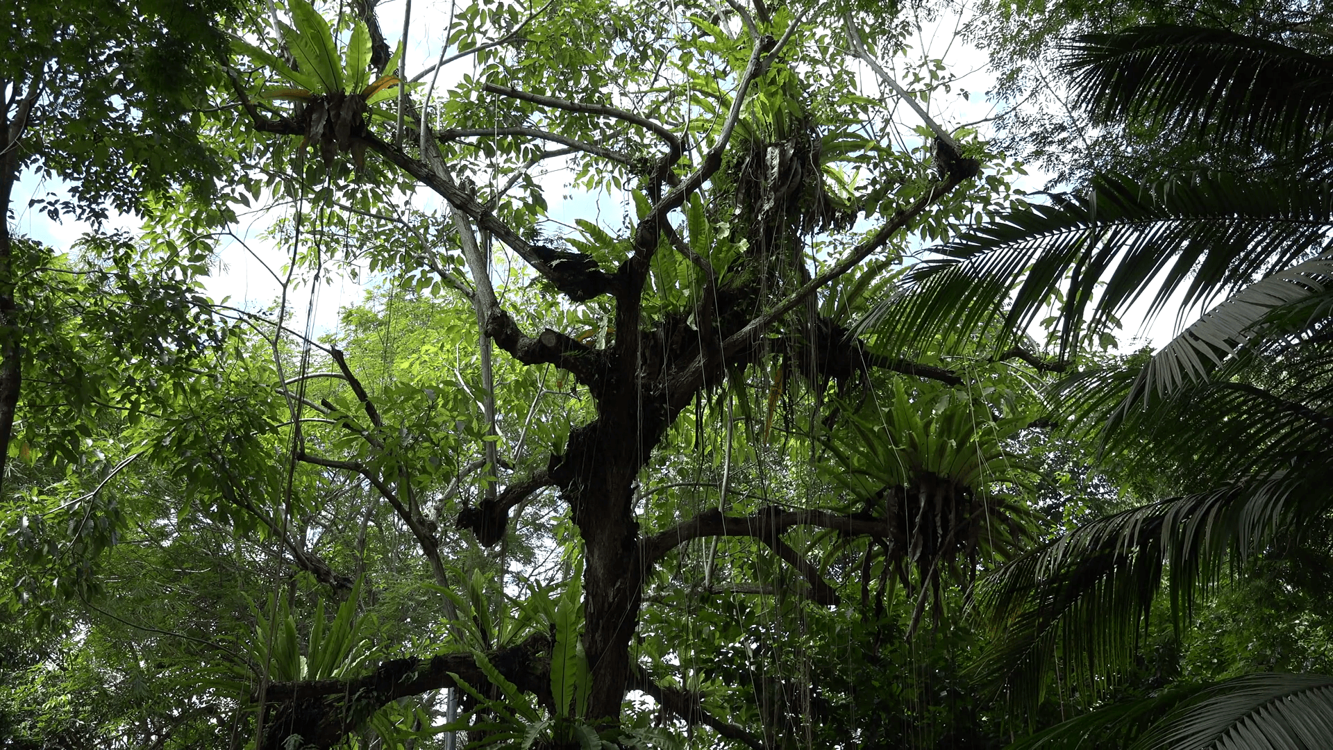 1920x1080 Tropical jungle rain forest lush vegetation and trees Stock Video