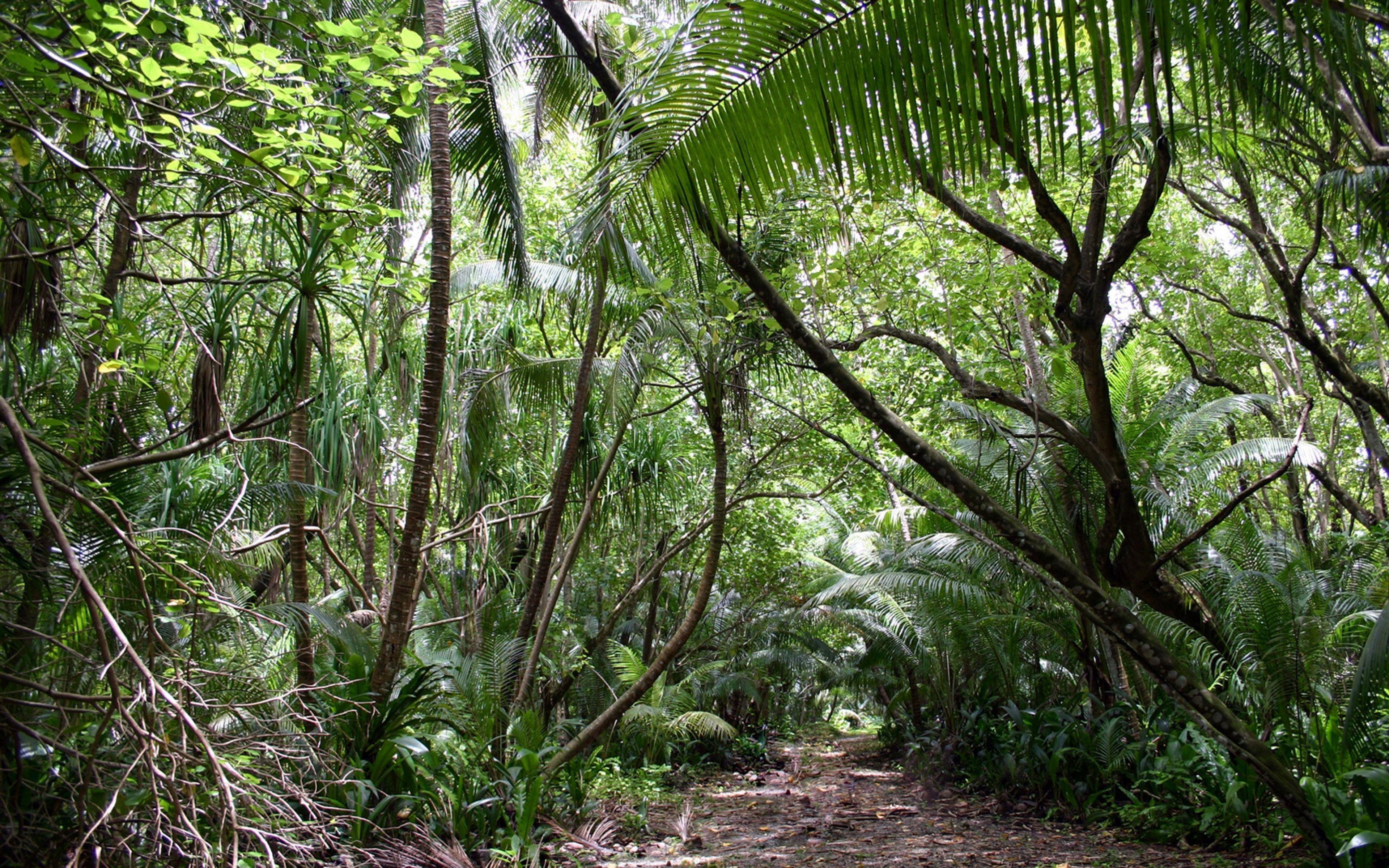 3840x2400 HD Jungle Wallpaper