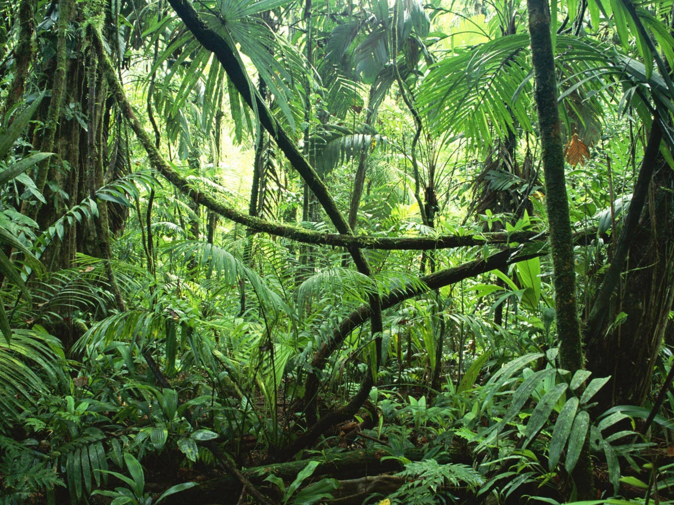 2560x1920 Jungle clipart wallpaper jungle Frames Illustrations HD image