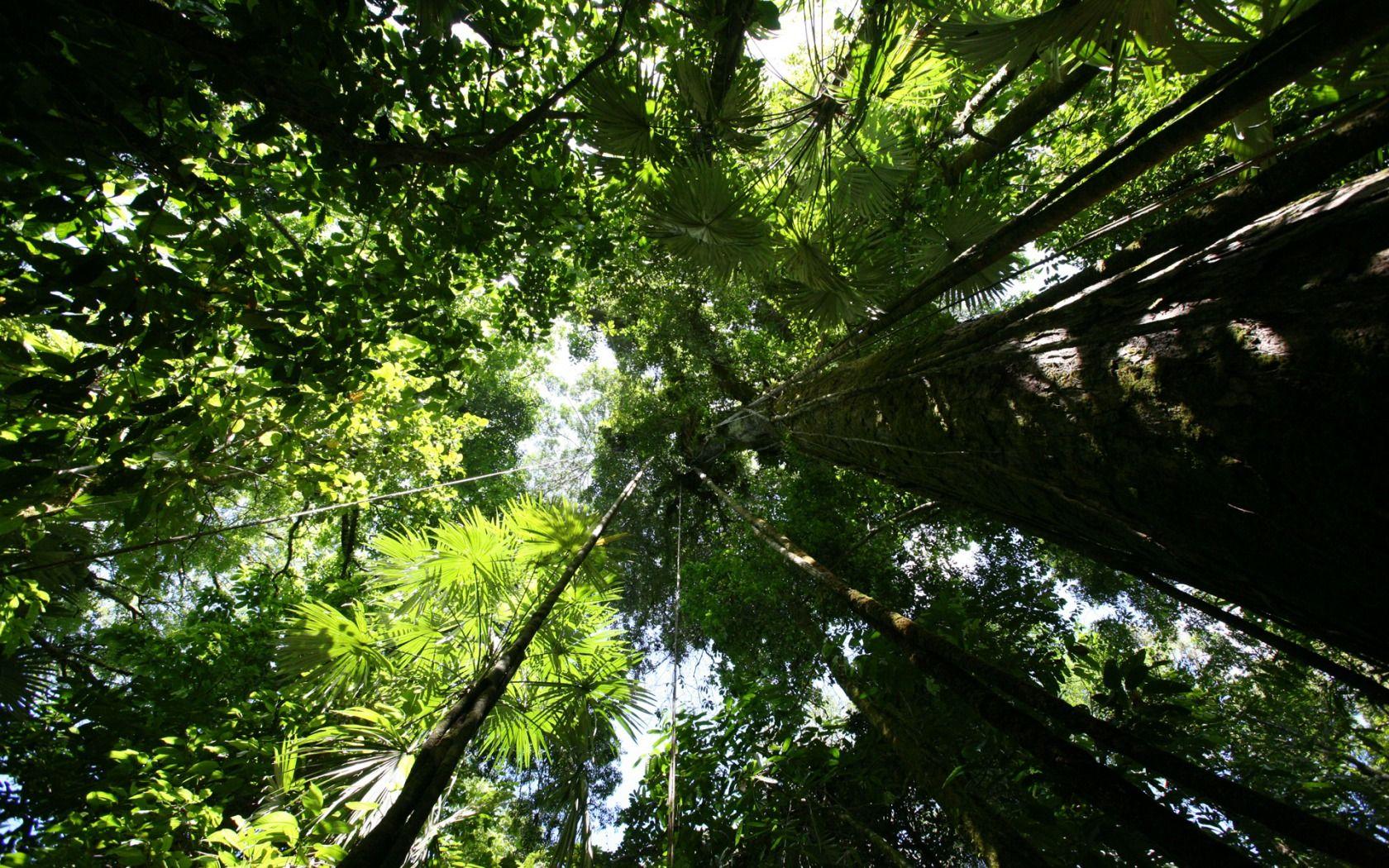 1680x1050 Rainforest canopy Wallpaper Plants Nature Wallpaper in jpg format