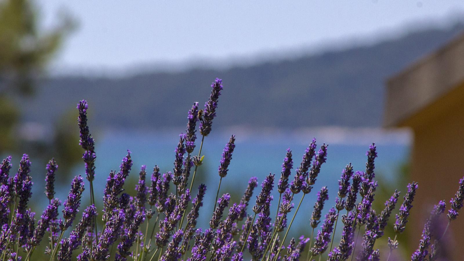 1600x900 lavender HD wallpaper, background