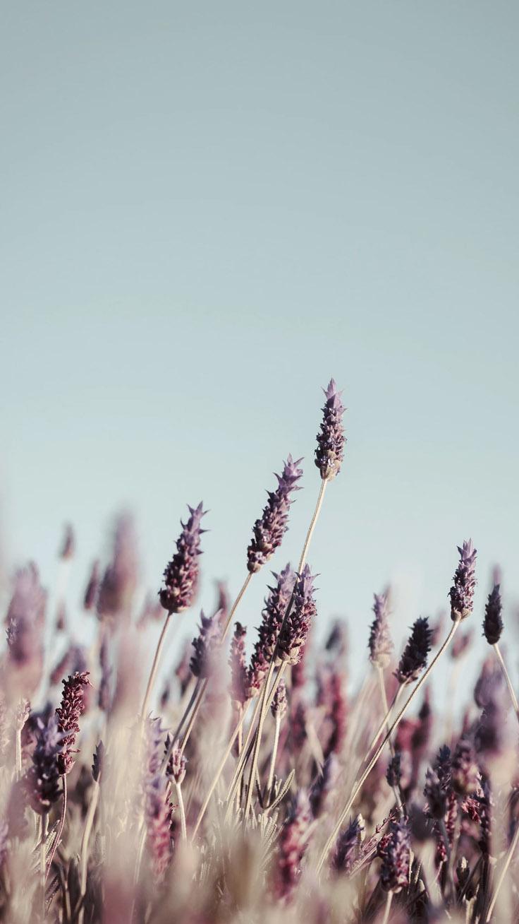 736x1308 Lavender Aesthetic Wallpaper