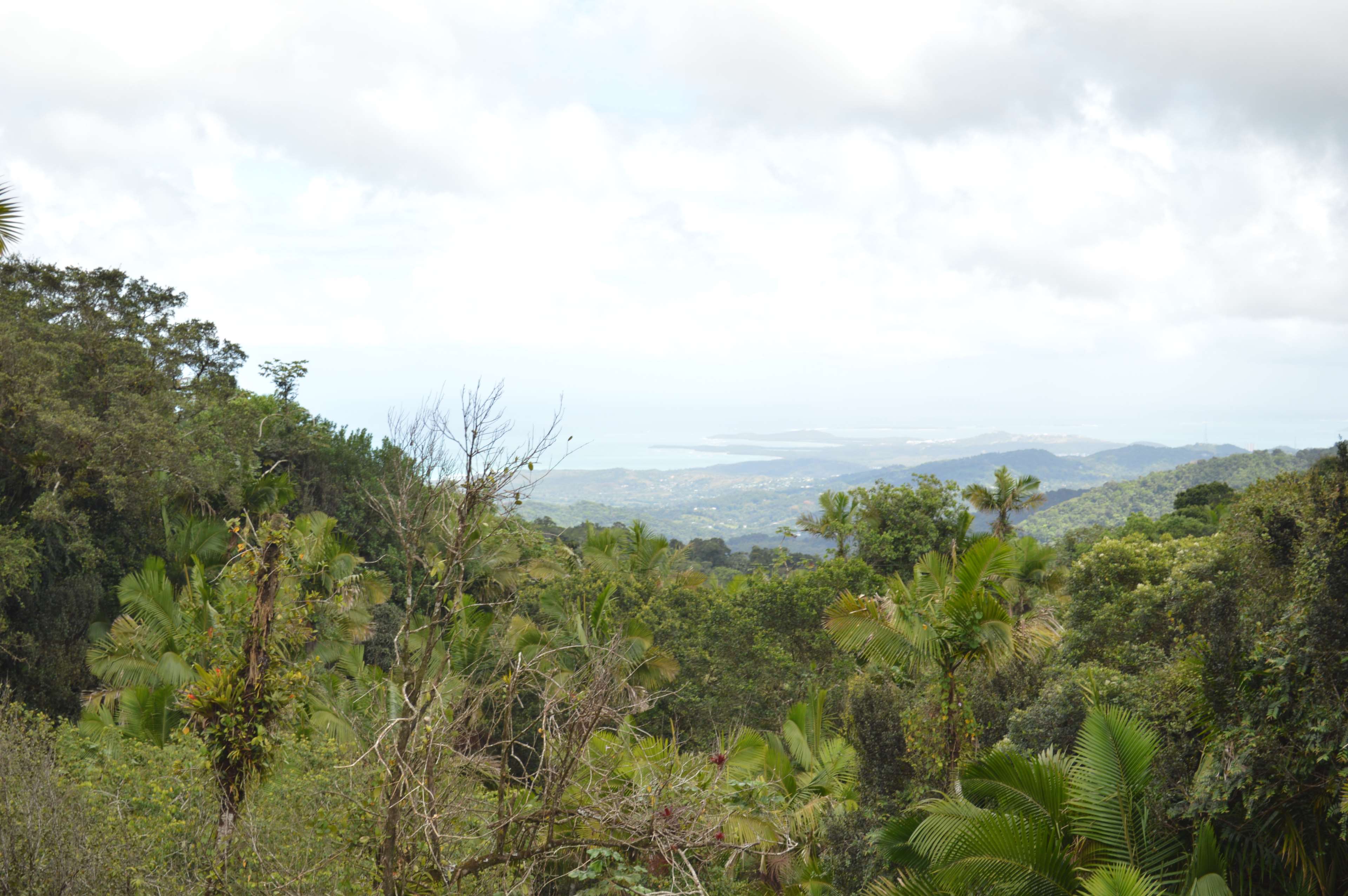 3840x2553 the rain forest 4k wallpaper and background