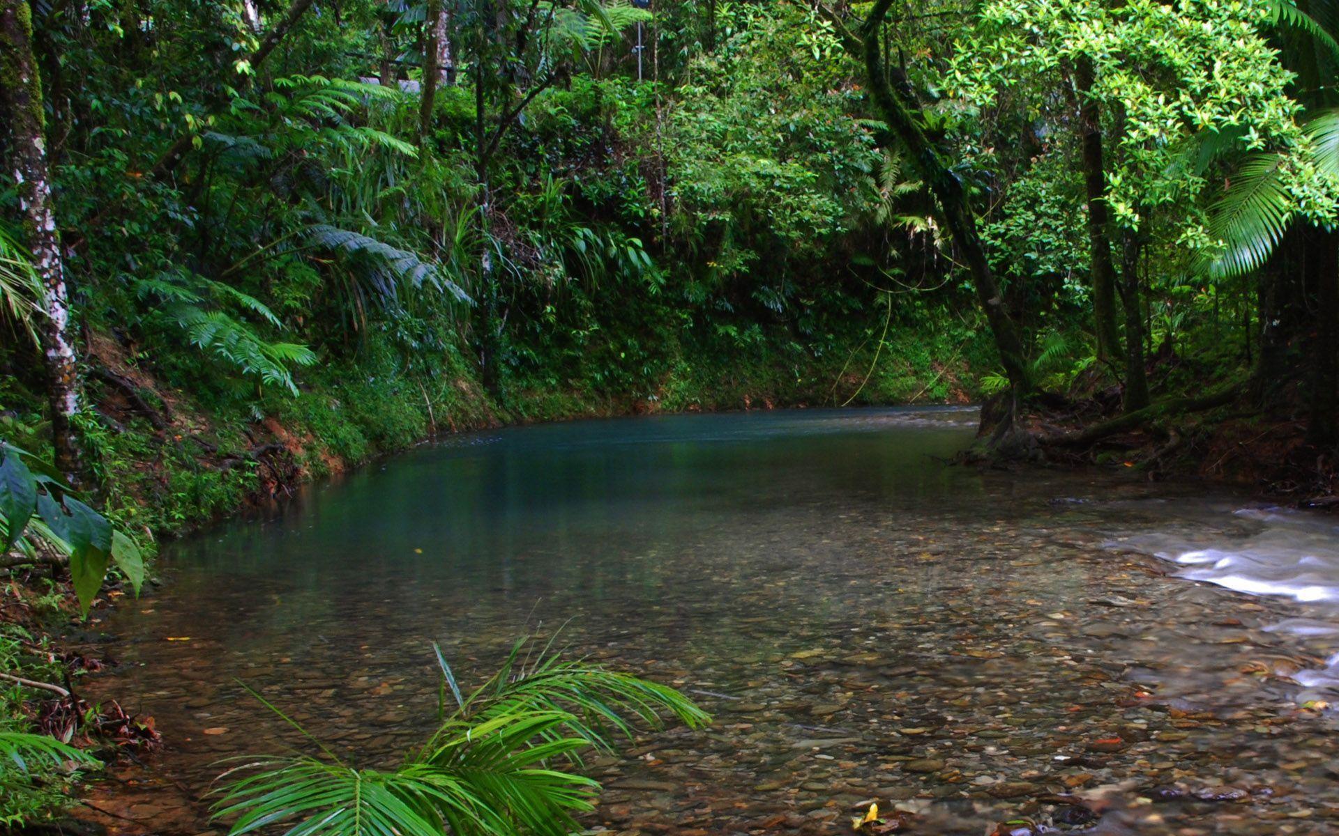 1920x1200 Rainforest Wallpaper. Rainforest Wallpaper