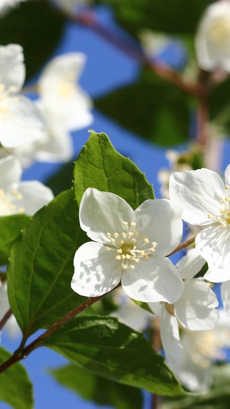 750x1334 White Flowers, Jasmine, Spring 750x1334 IPhone 8 7 6 6S Wallpaper, Background, Picture, Image