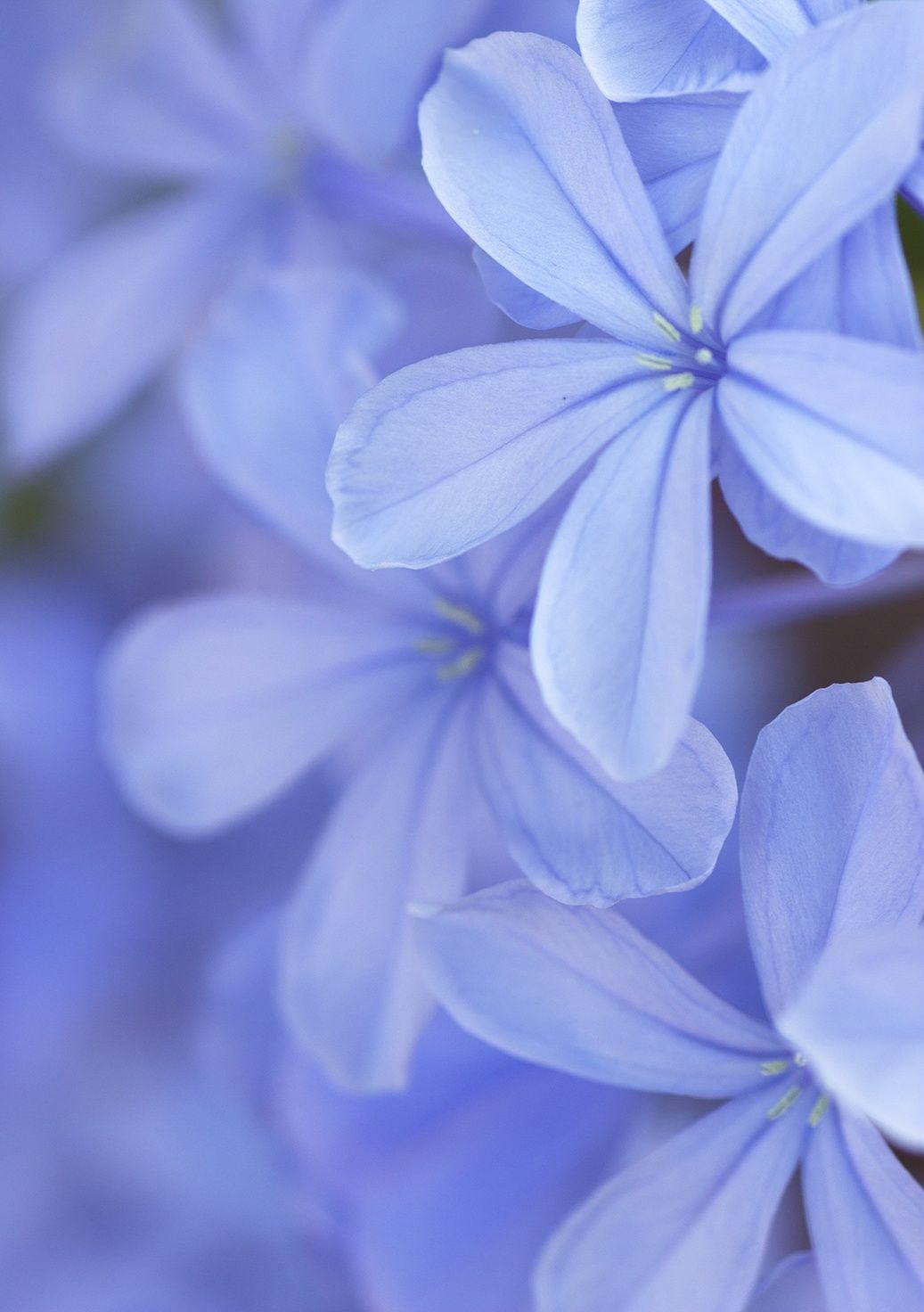 1037x1472 Blue jasmine by Click&Dream / 500px. Jasmine flower, Jasmine plant, Beautiful flowers
