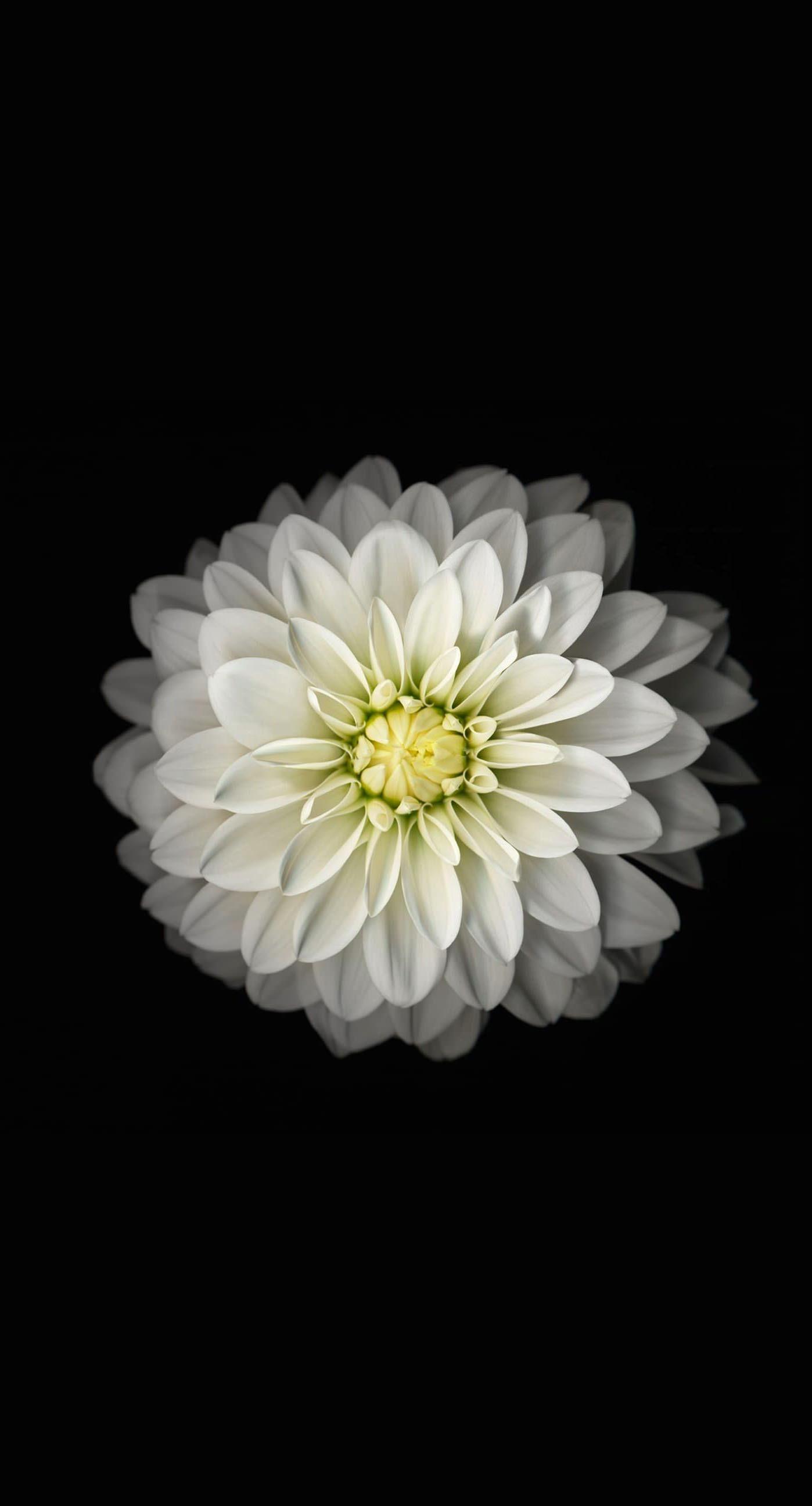1398x2592 White Flower iPhone Wallpaper