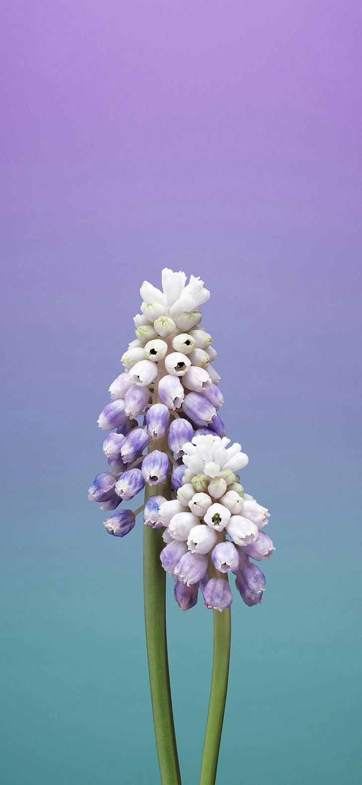 728x1576 Flower iPhone Wallpaper