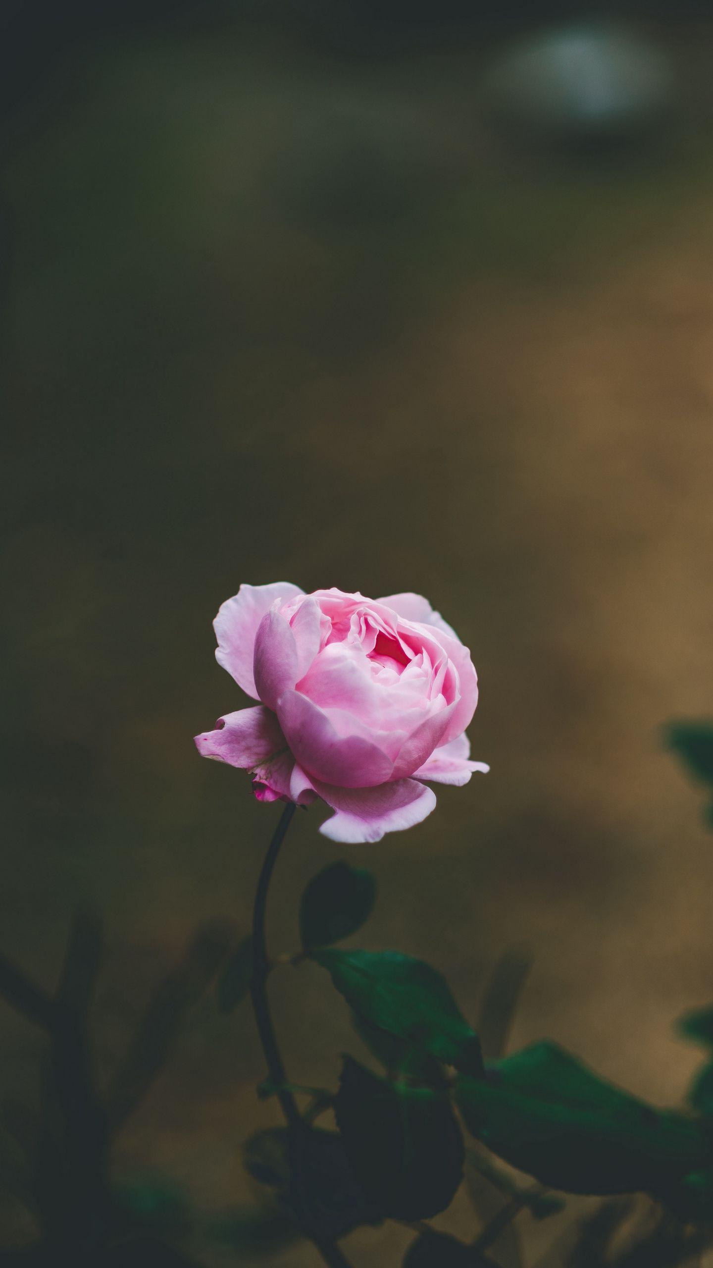1440x2560 See my collection of lovely iPhone and android beautiful wallpaper and background image in Hi. Beautiful jasmine flower, Rose wallpaper, Flower iphone wallpaper