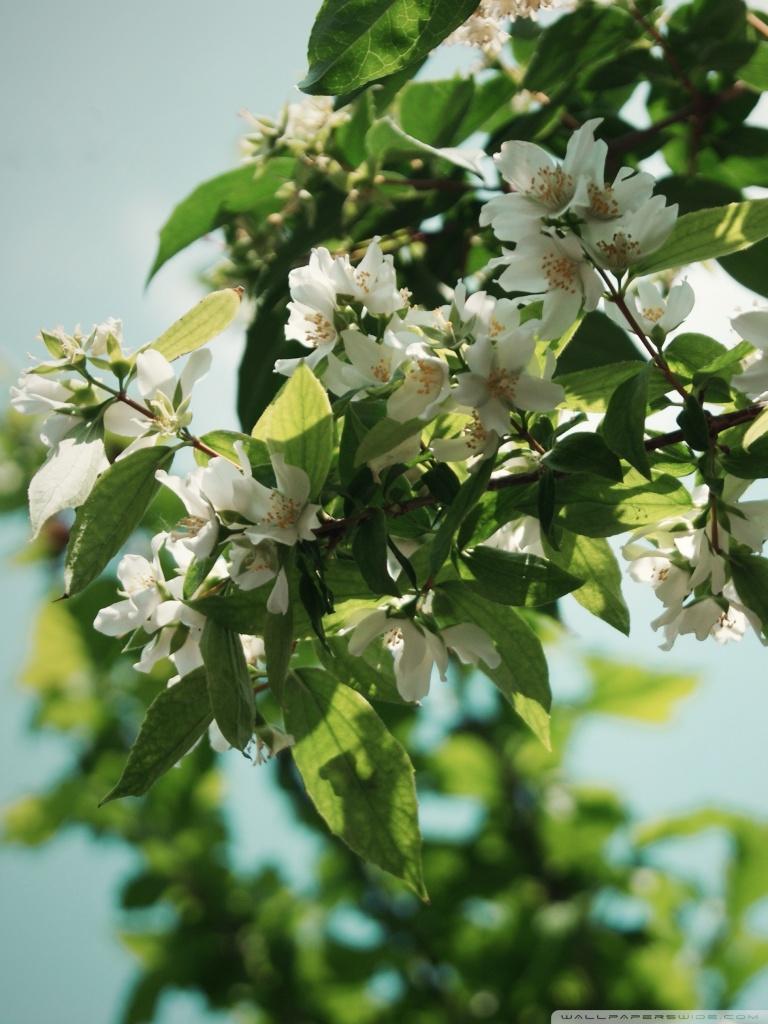 768x1024 Jasmine Flower Wallpaper